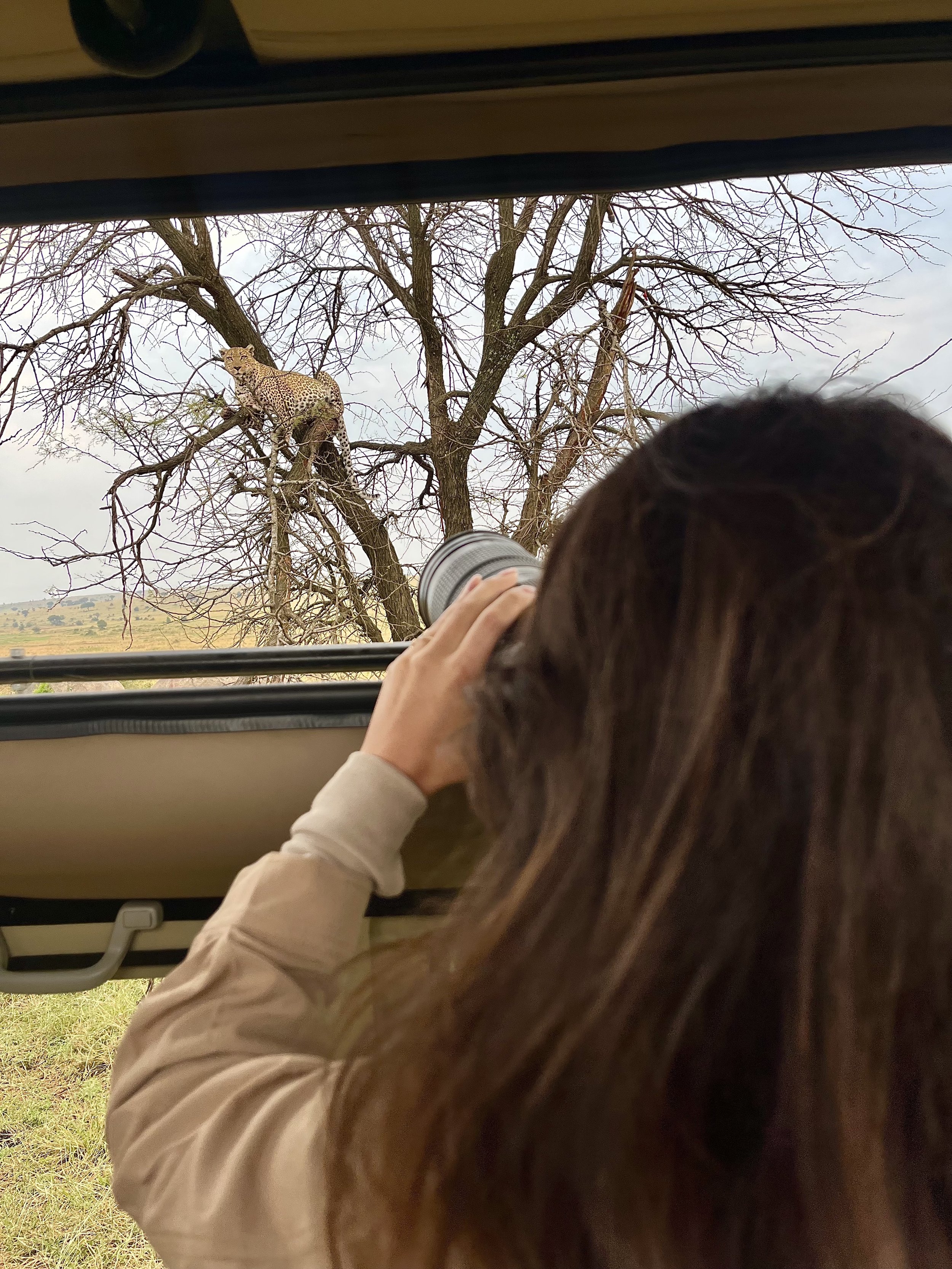 Traveller photographing a leopard on private Tanzania safari in Serengeti