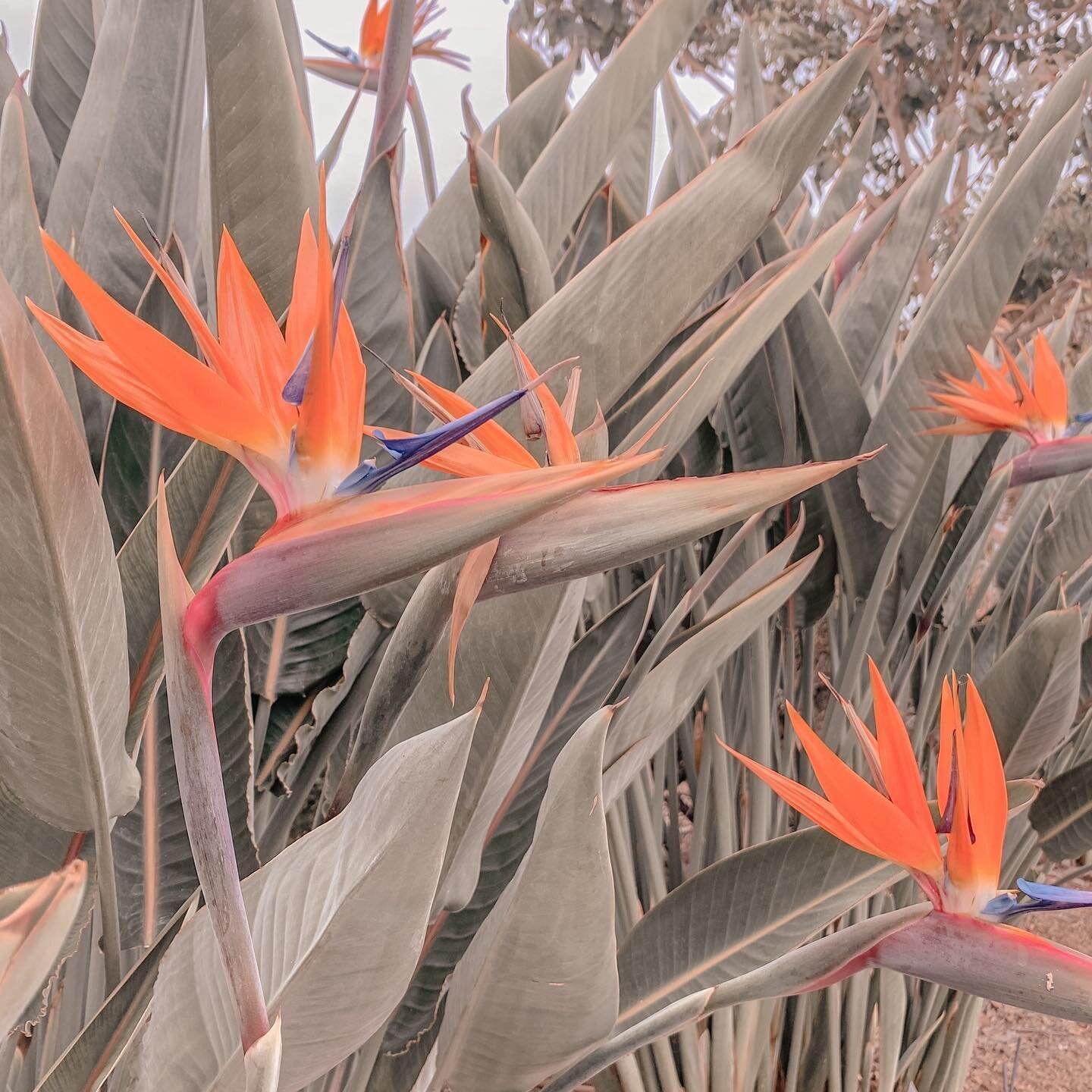 @lamag had an amazing article on October 15, 2015 with a question we really wanted to know! 
⠀⠀⠀⠀⠀⠀⠀⠀⠀
@nixols &ldquo;When Did the Bird of Paradise Become the Official Flower of L.A.? To celebrate the city&rsquo;s 171st birthday in 1952, Mayor Fletch