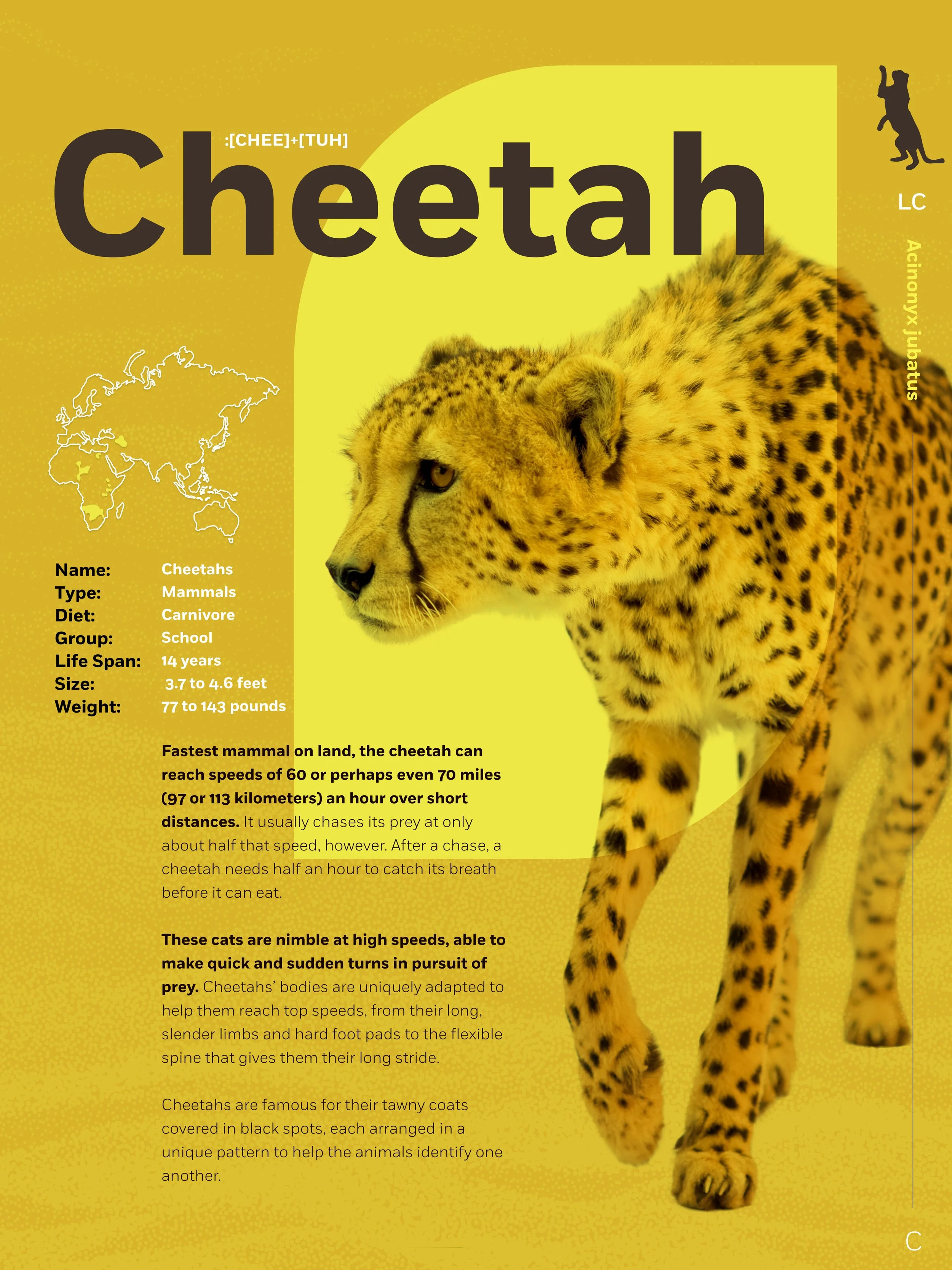 Animal-fact-C_cheetah.jpg