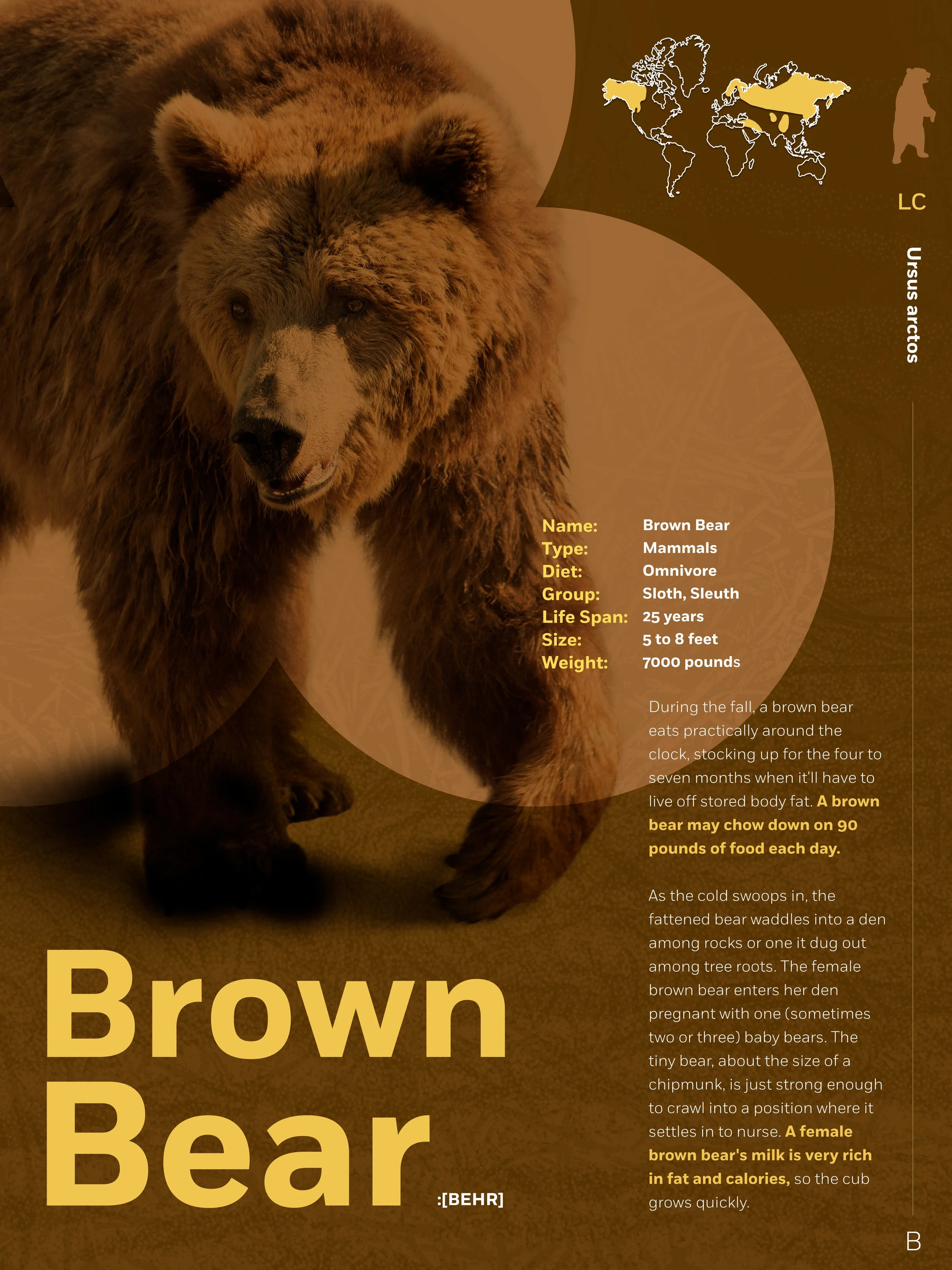 Animal-fact-B_Bear.jpg