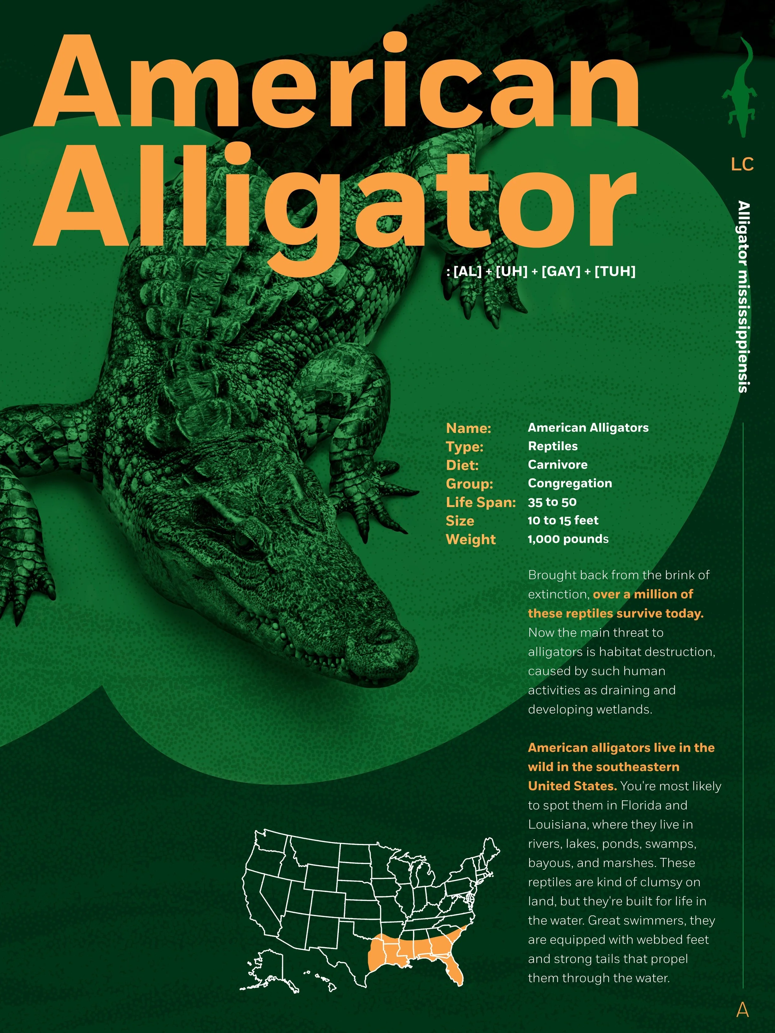 Animal-fact-A_Alligator.jpg