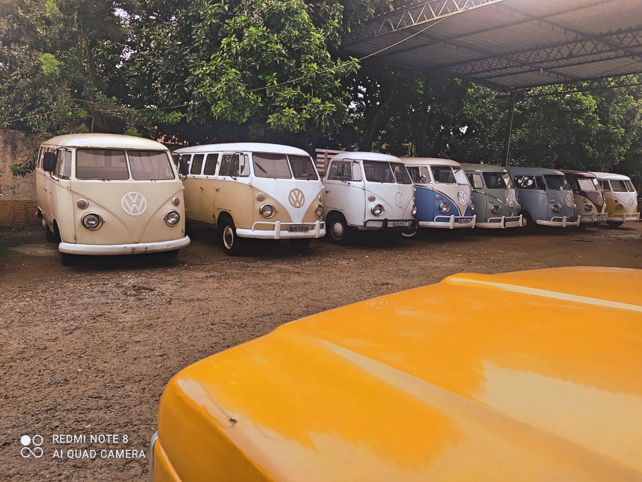 Row of vintage Volkswagen Type 2 vans parked outdoors with trees overhead.