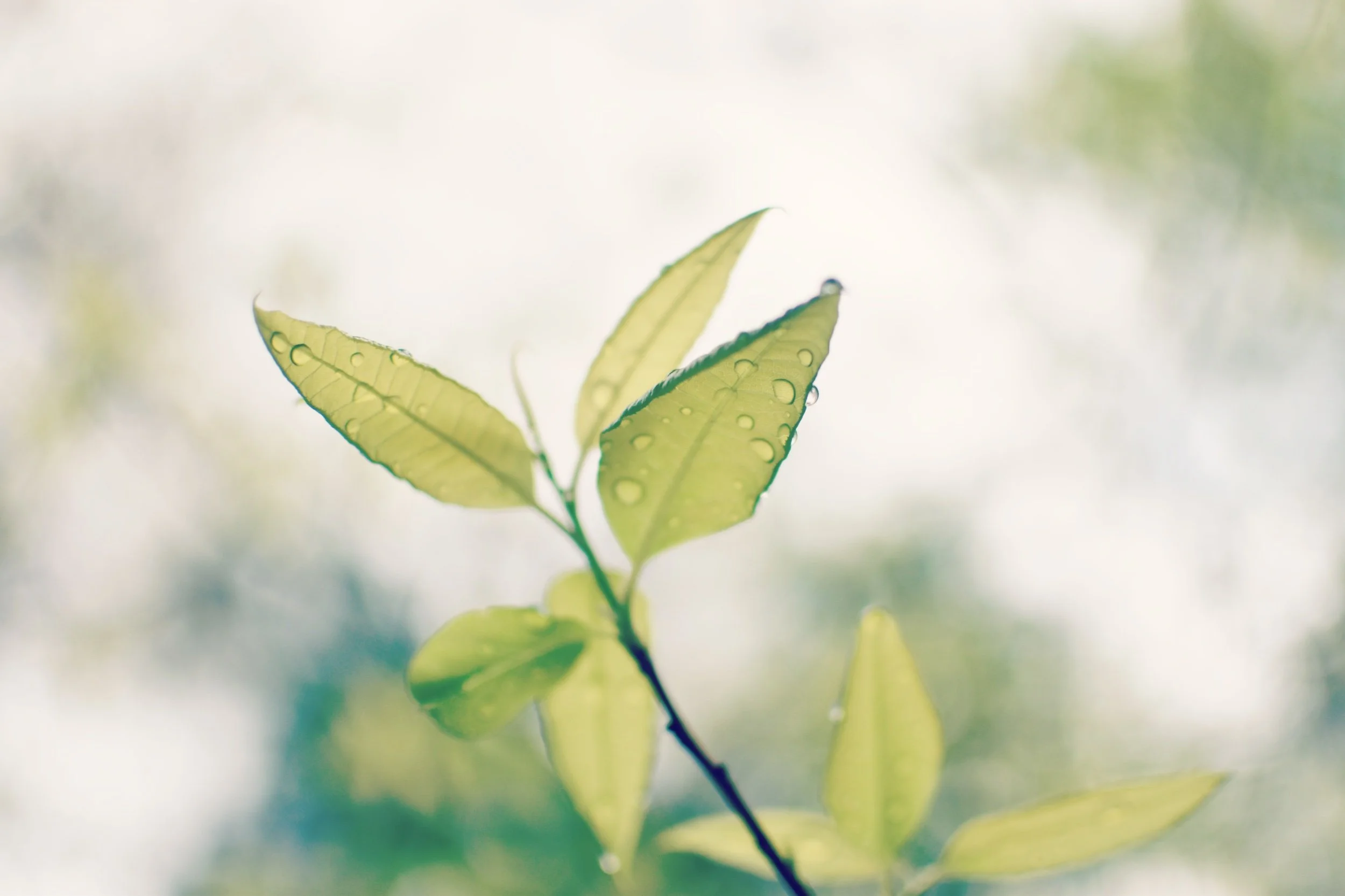 DSC_0299 edited.jpeg