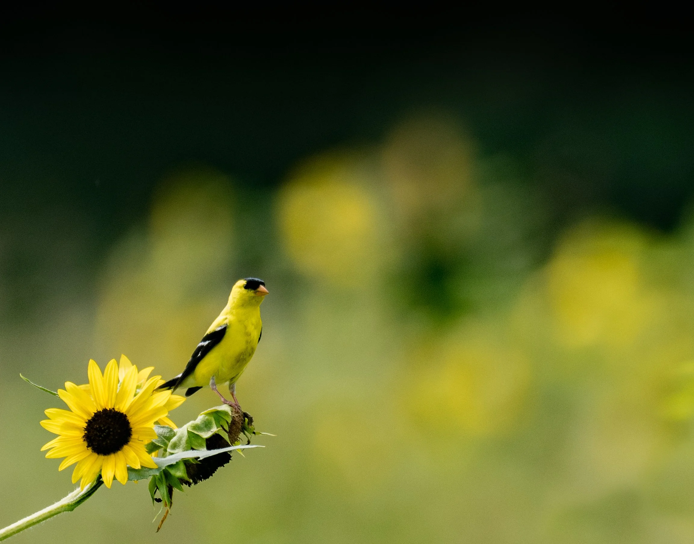 DSC_1297-Edit-2-Edit copy.jpg