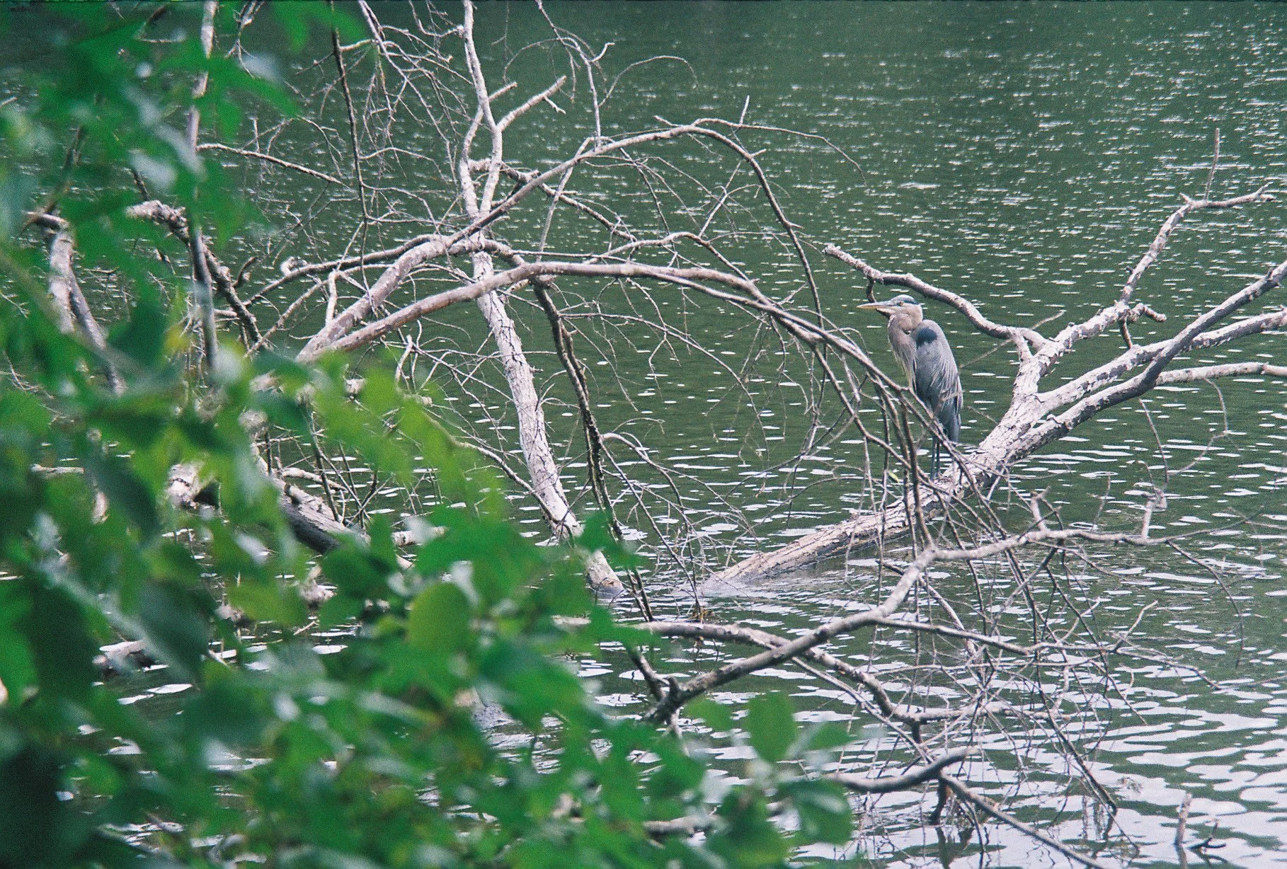 MuzilloG001908-R2-030-13A.jpg