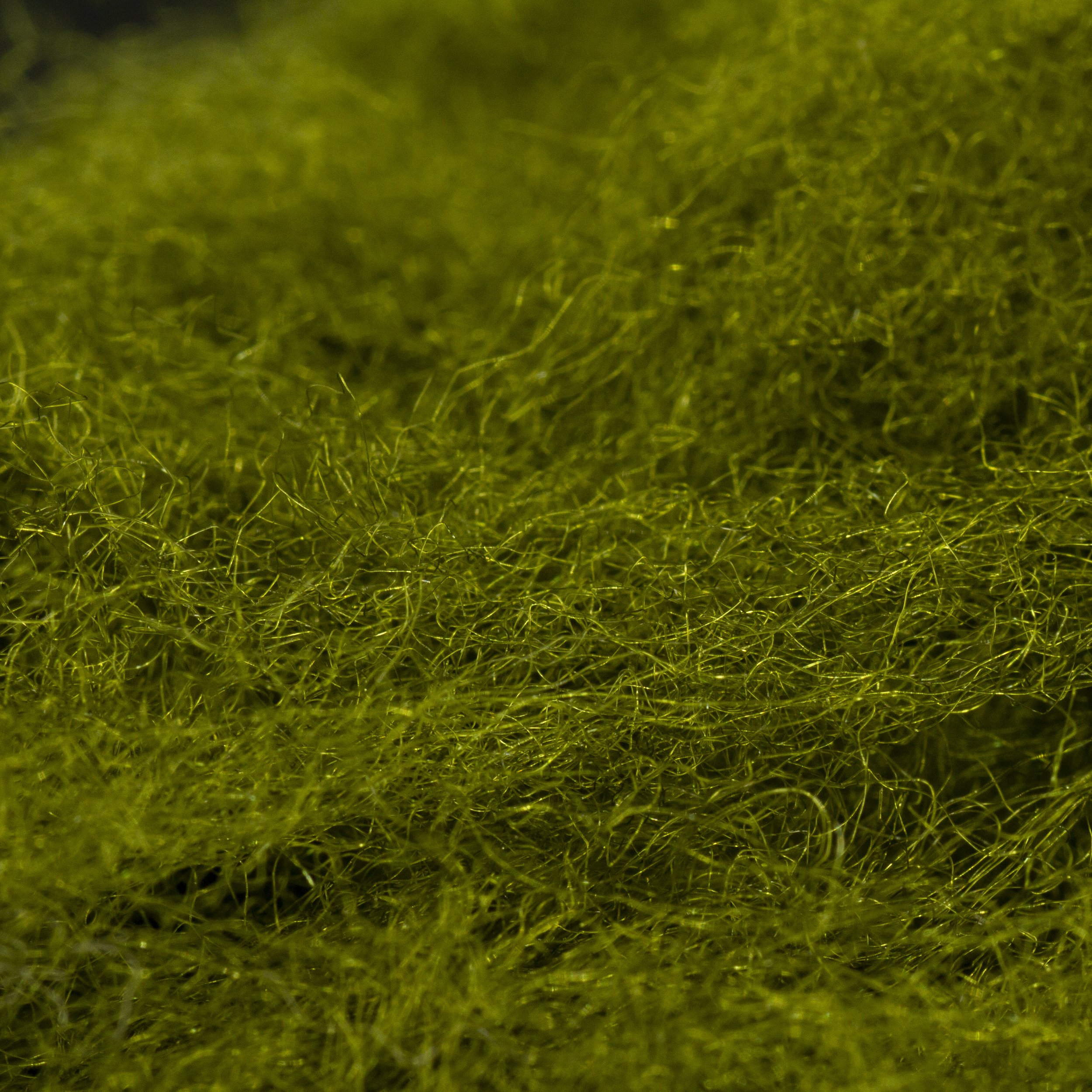 Semperfli Sparkle Dubbing Dark Olive From Fly Tying Ed Madrigal