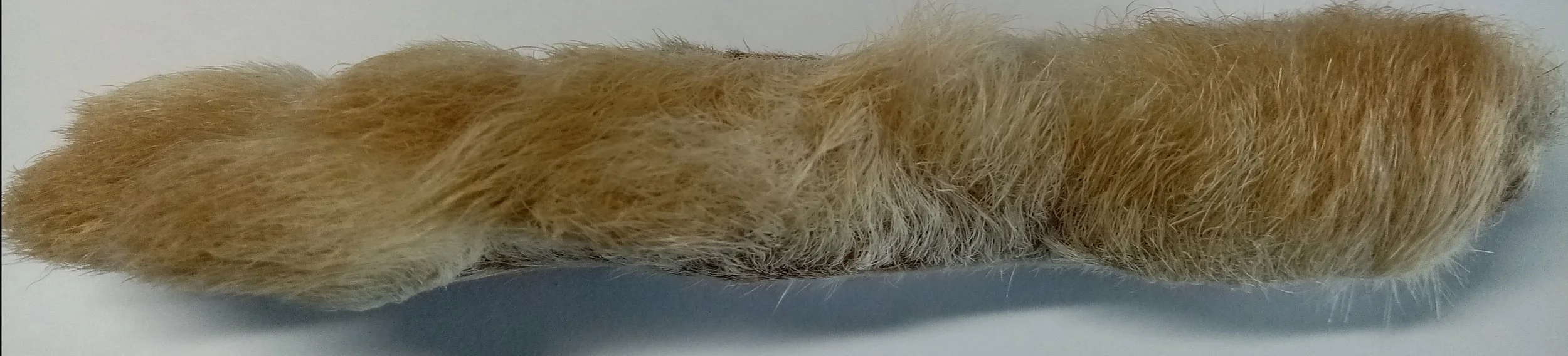 Canadian Snowshoe Hare Foot