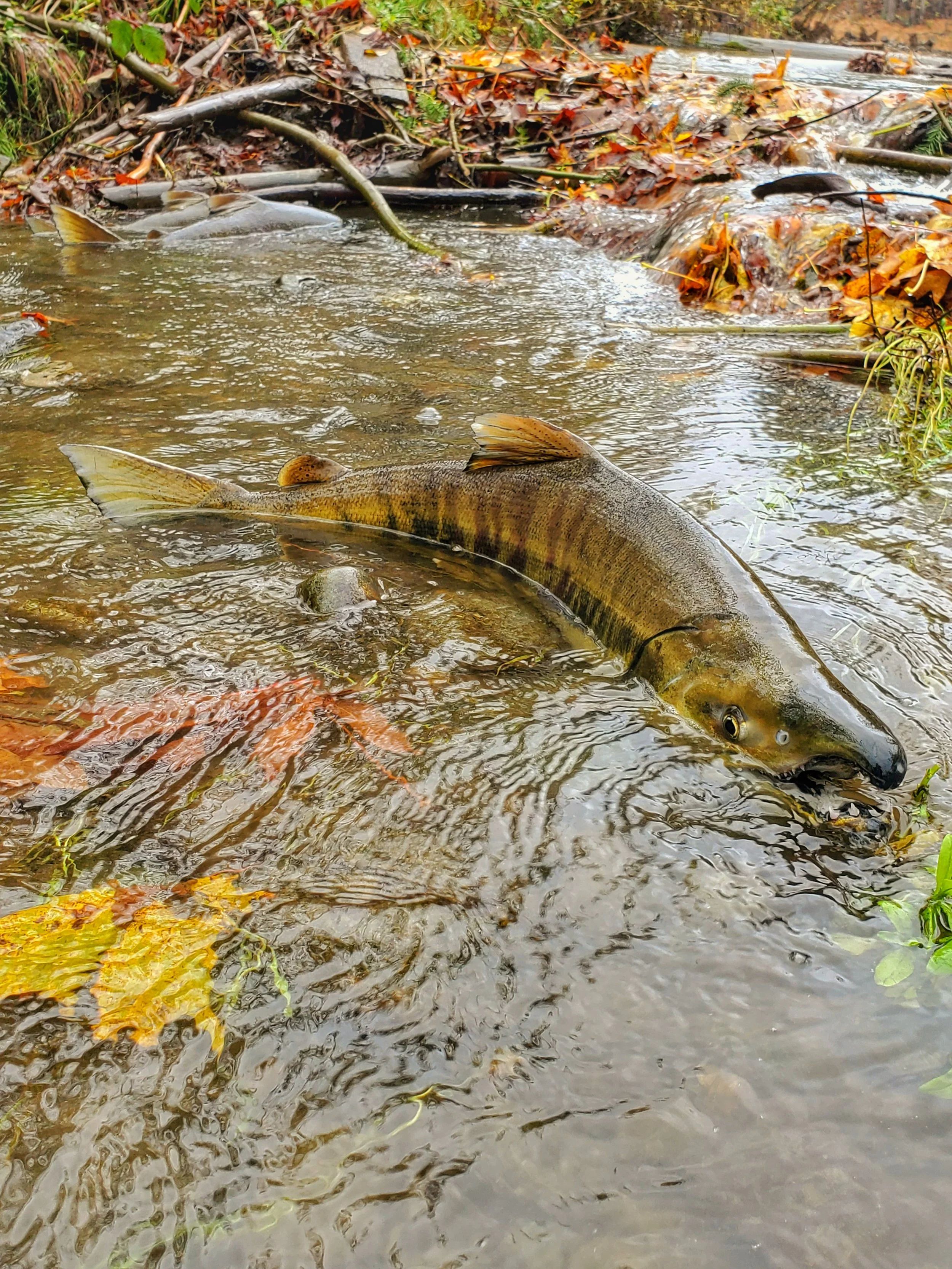 Jon Oleyar - 20201103_124059-01.jpeg