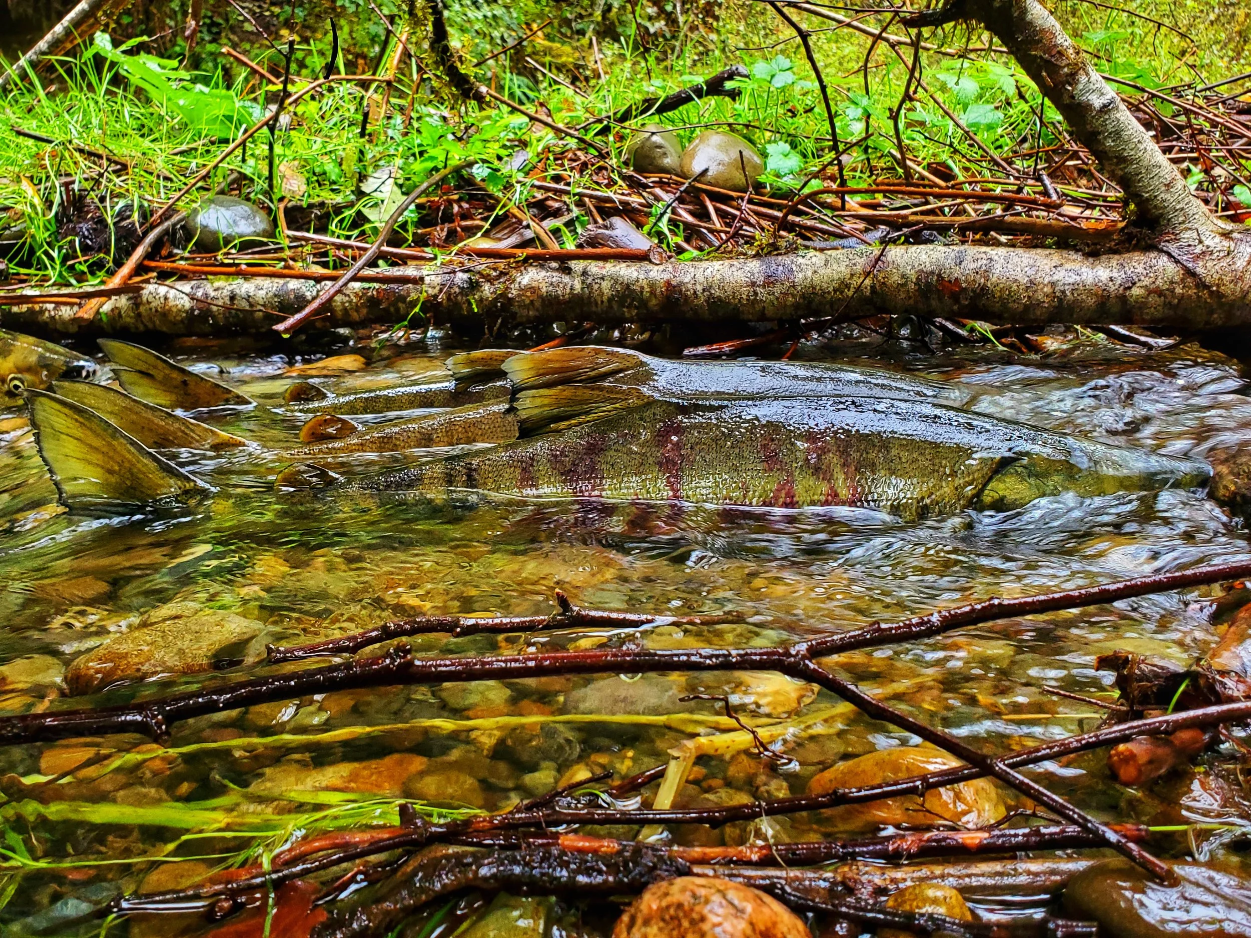 Adult Chum salmon returning to spawning grounds in Wildcat Creek