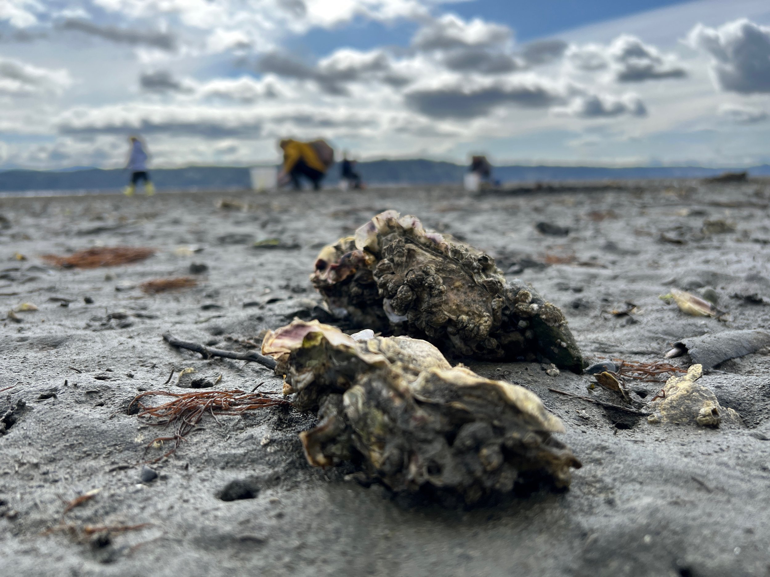 Oysters grow right on the surface