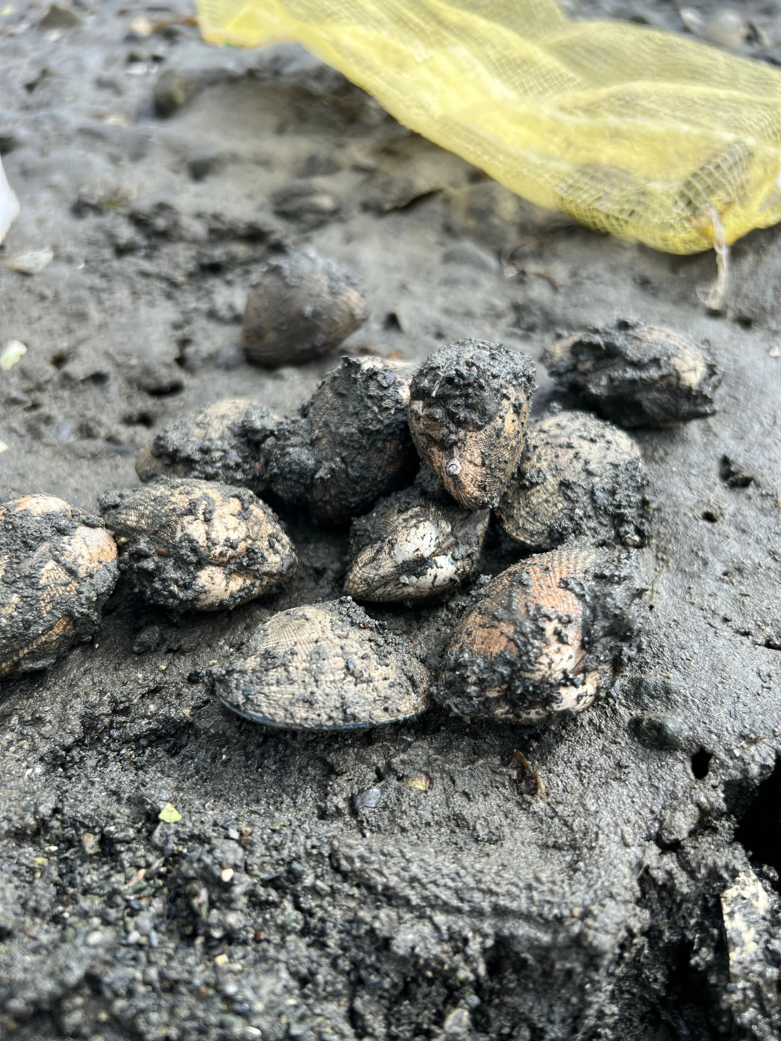 Manila clams hide just under the sand