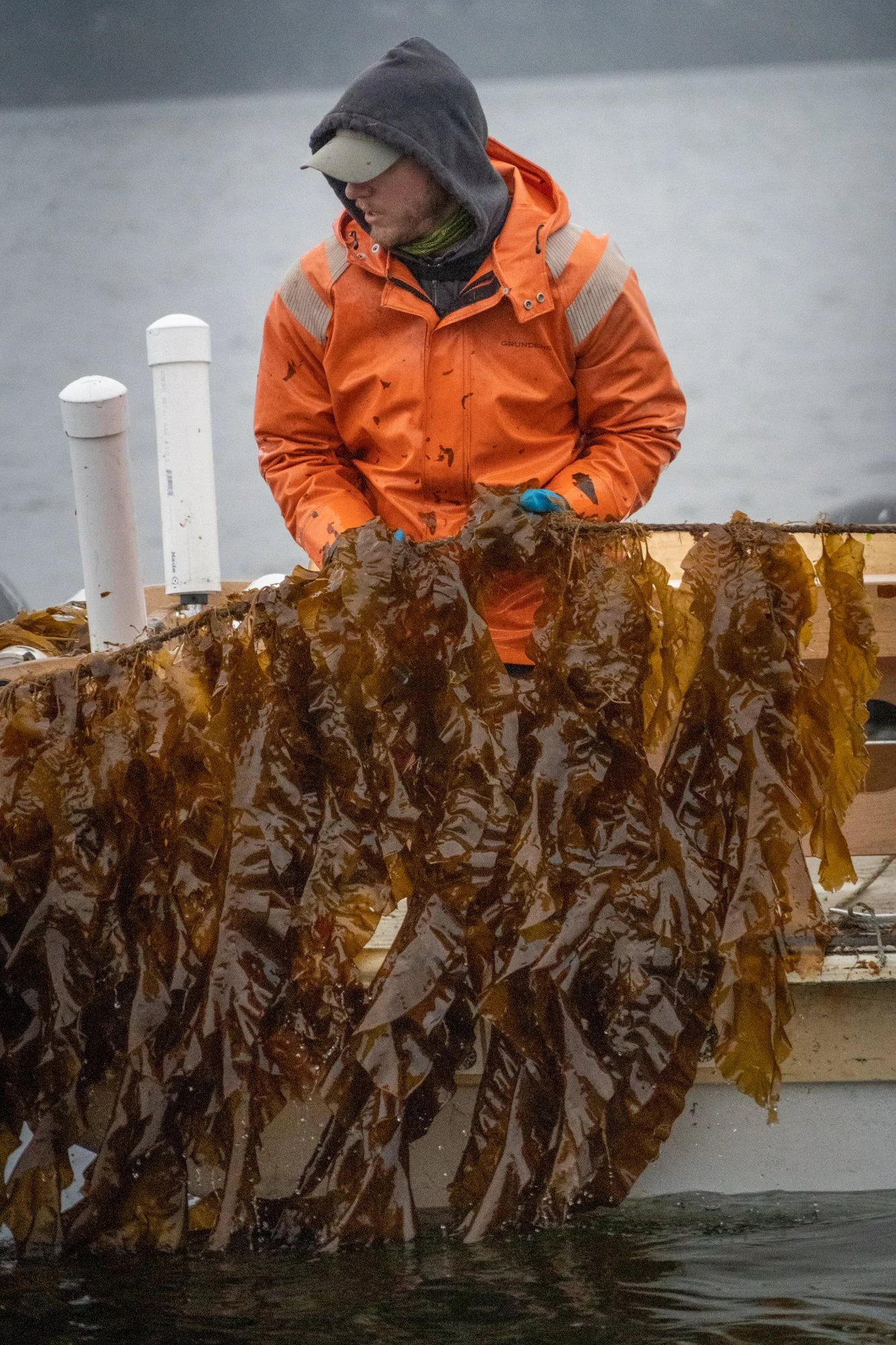 Seacharrones-KelpHarvest2022-00242.jpg