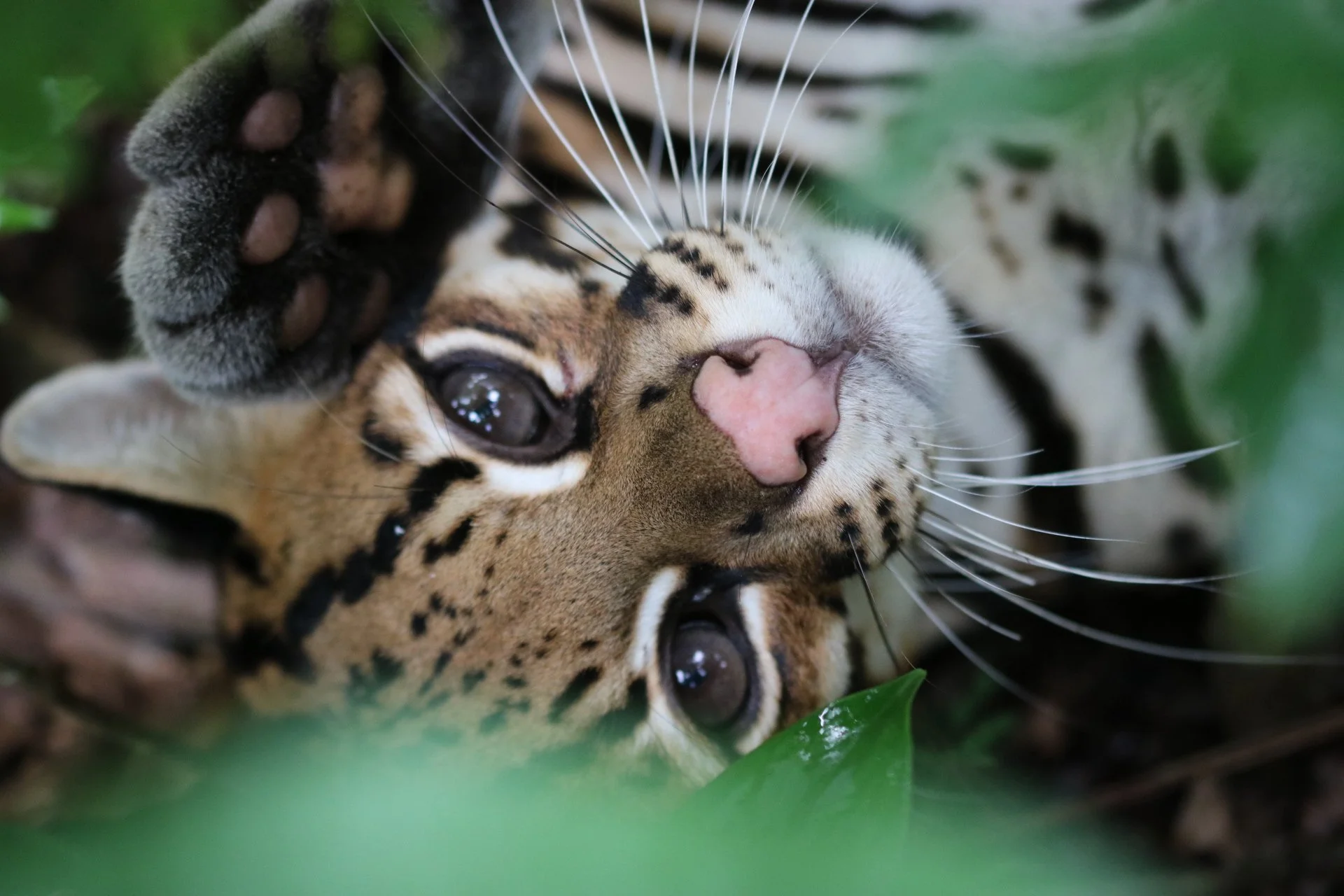 Copy of 2. HOJA NUEVA - Keanu 1.JPG