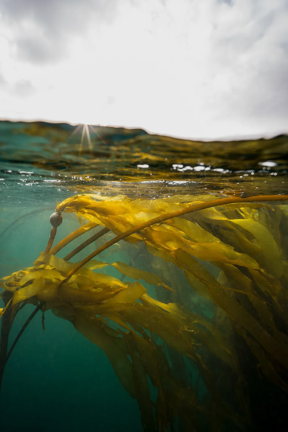 Copy of kelp final.jpg