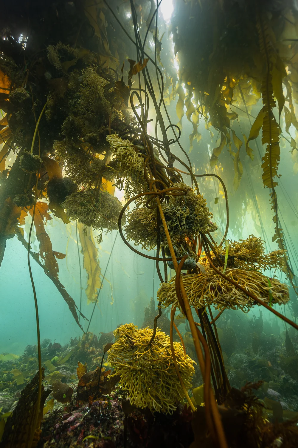 Copy of kelp final-3.jpg