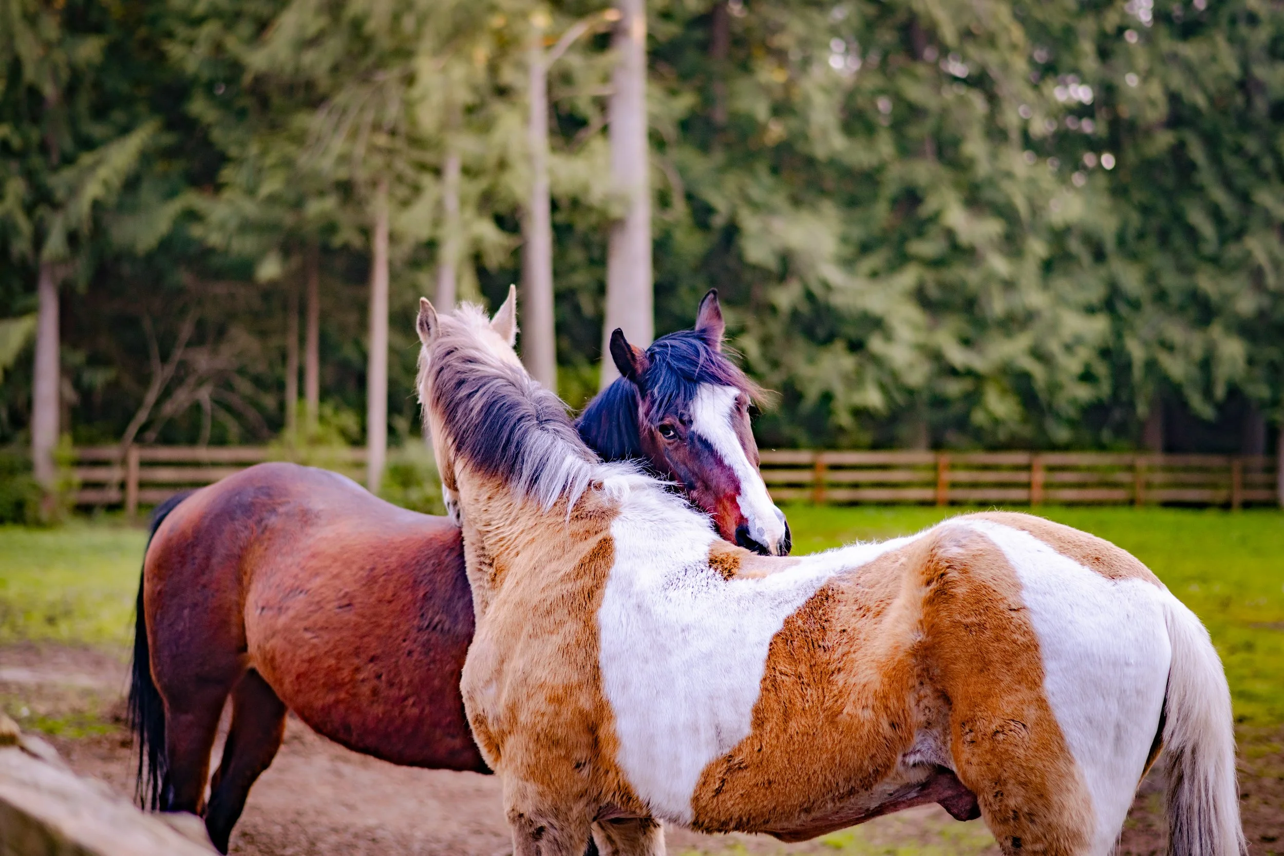 Legato and Scout groom each other