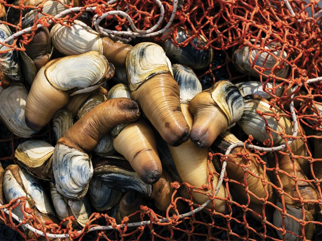 BKP_Suquamish_divers_geoduck-00651.jpg