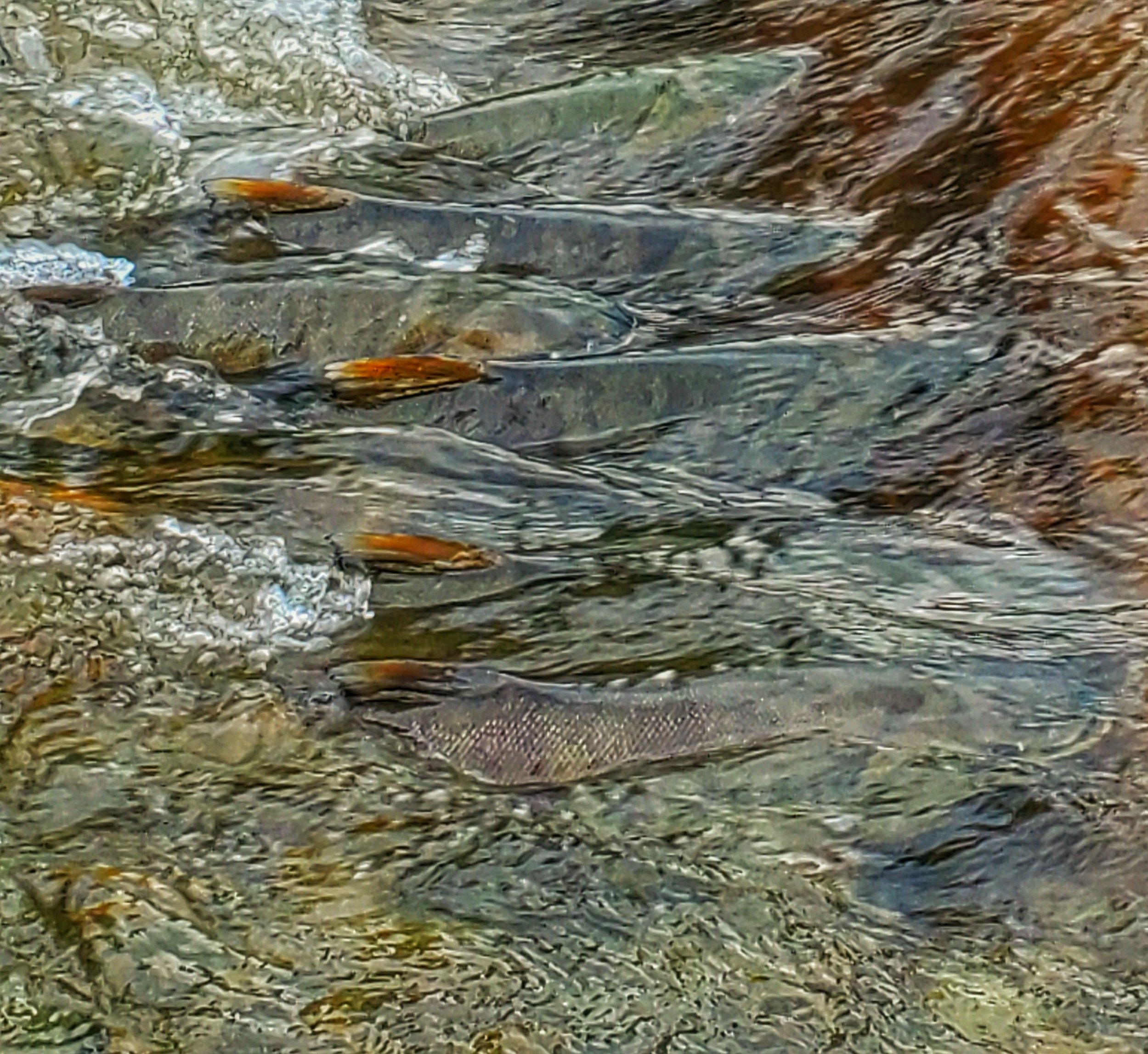 Adult chum salmon returning to Chico Creek