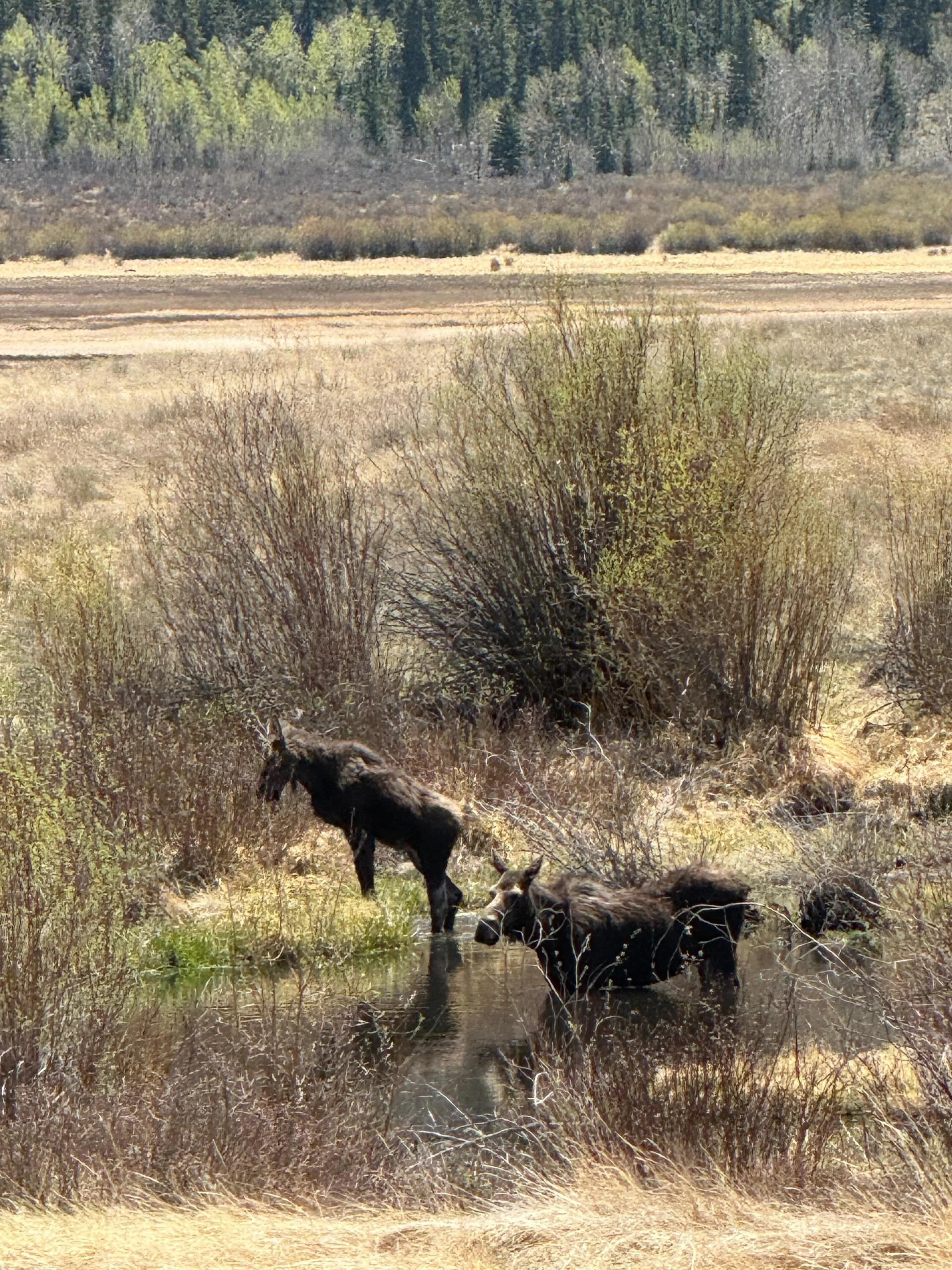 Twin Lakes Connector Trail prep is officially under the watchful eye of the local moose union 🫎🫡

This is your weekly reminder to #rideyourbike , touch some grass, peep some wildlife, and hang with your feral bike pals! 

Both Adult Tuesday interme