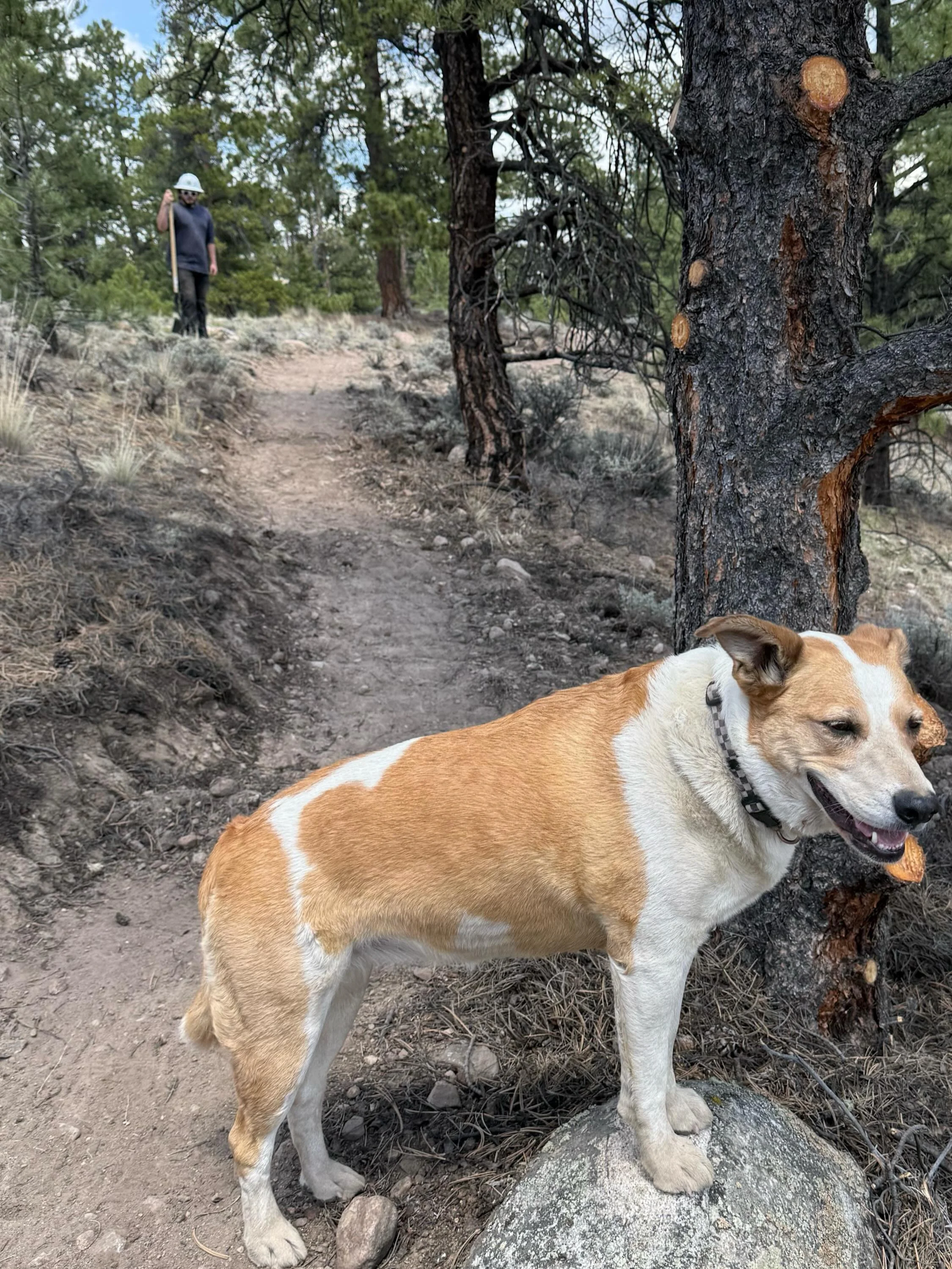 The dog days are NOT over&mdash;they&rsquo;re just starting, and they&rsquo;re our favorite kind of days! 🐶 We&rsquo;re hard at work building trail, sniffing bushes, maintaining your favorite riding grounds, and getting head pats. Check out our hand