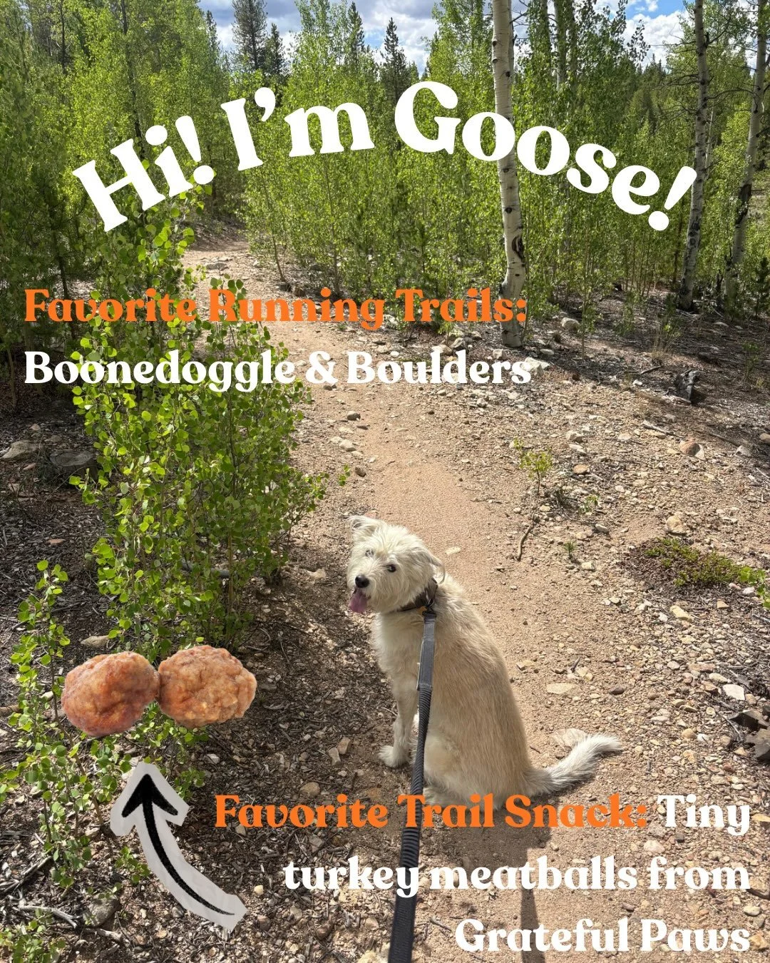 Turkey meatballs r life ❤️

DM us your trail pup profile to be featured on our socials! 

#traildogs #outdoordogs #optoutside #cloudcitywheelers #dogfriendlytrails