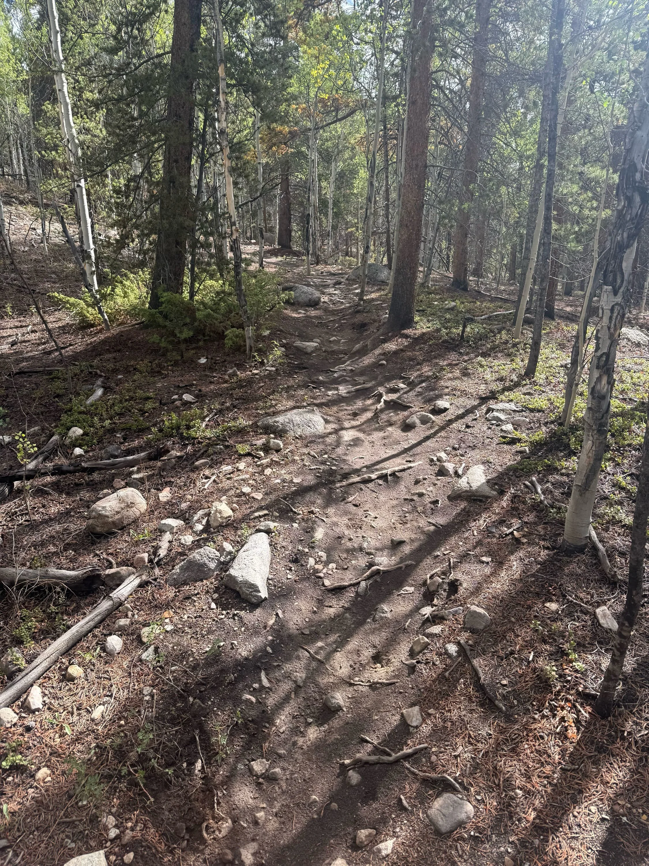 Before &amp; after shots of work on Wheelers Way! This 16 year old trail has taken a beating this Summer from the lack of moisture, so we spruced it up in some spots! Hope you enjoy the touch-ups! 

#trailmaintenance #trailstewardship #traillove #sup