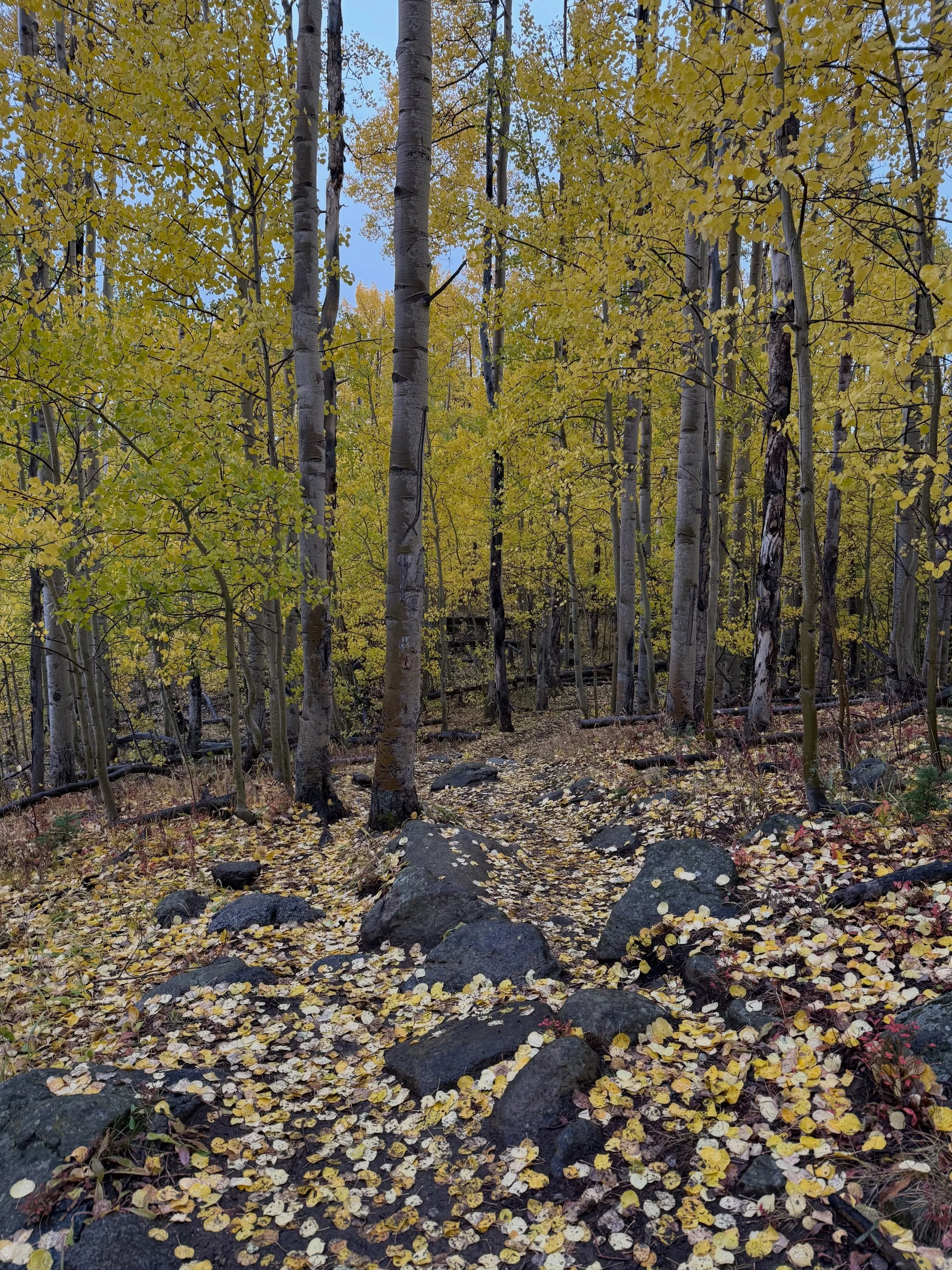 FALL IS HERE! 🍂🧡🎃 CCW&rsquo;s favorite fall traditions return, starting with a leaf-peeping pedal through Lake County&rsquo;s biggest aspen grove: 

🍁9/15
🍁5:30PM
🍁 South Elbert Trailhead 

Then comes TREADS FOR TRAILS on OCT. 3&ndash;with sooo