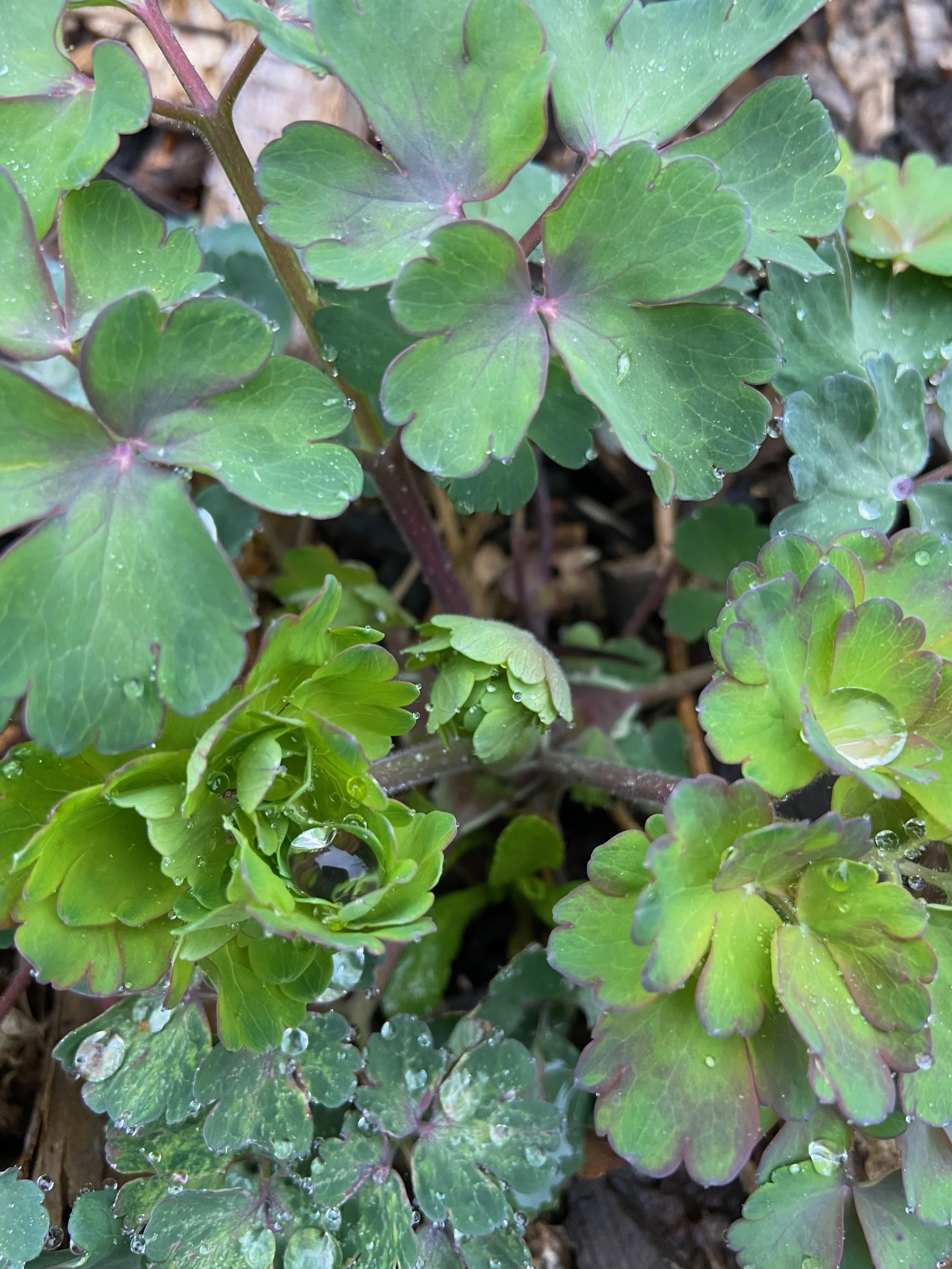 Aquilegia canadensis / Columbine