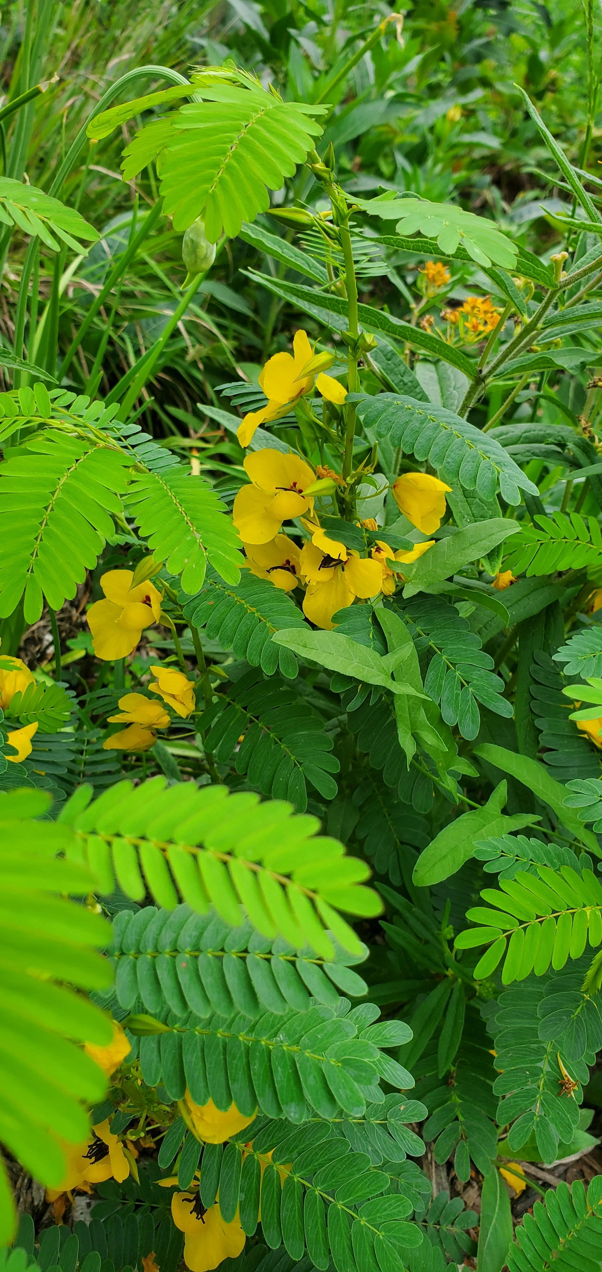 Chamaecrista fasciculata / Partridge pea