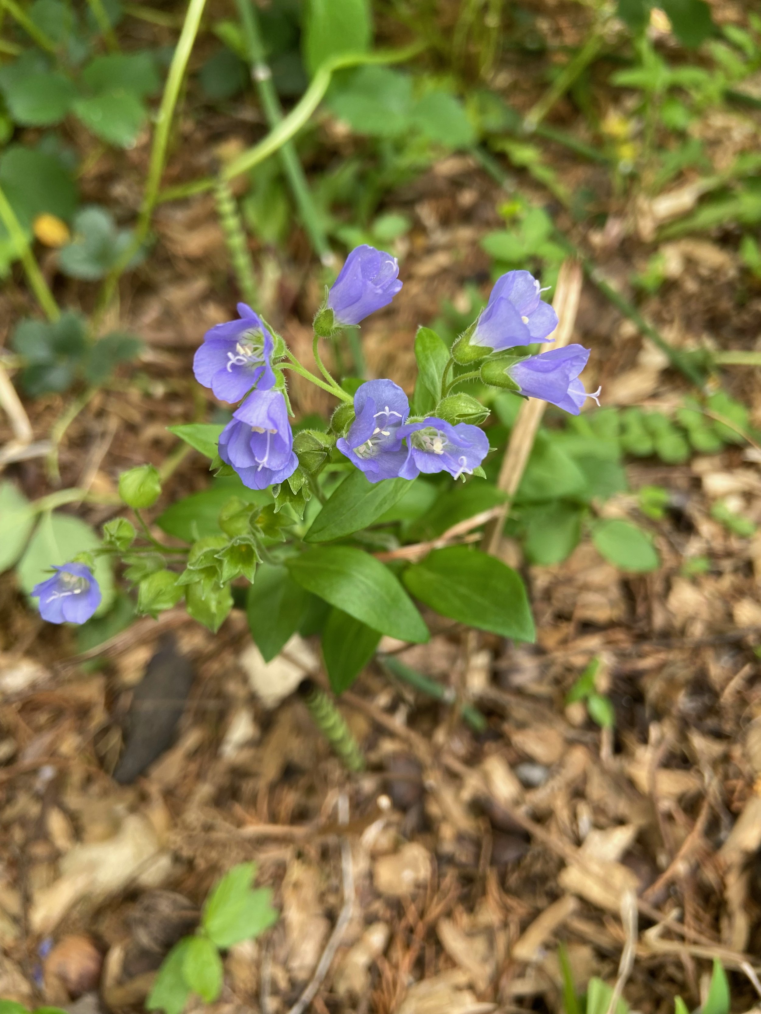 polemonium reptans / Jacob's Laddar