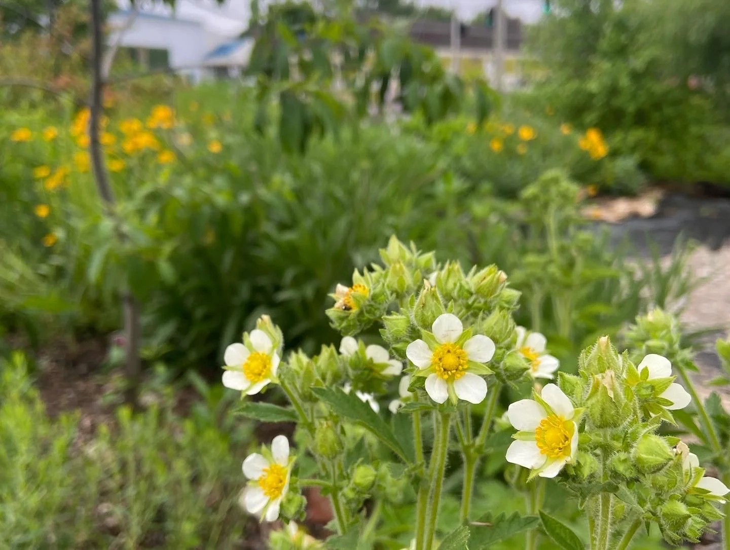 drymocallis arguta / Prairie Cinquefoil