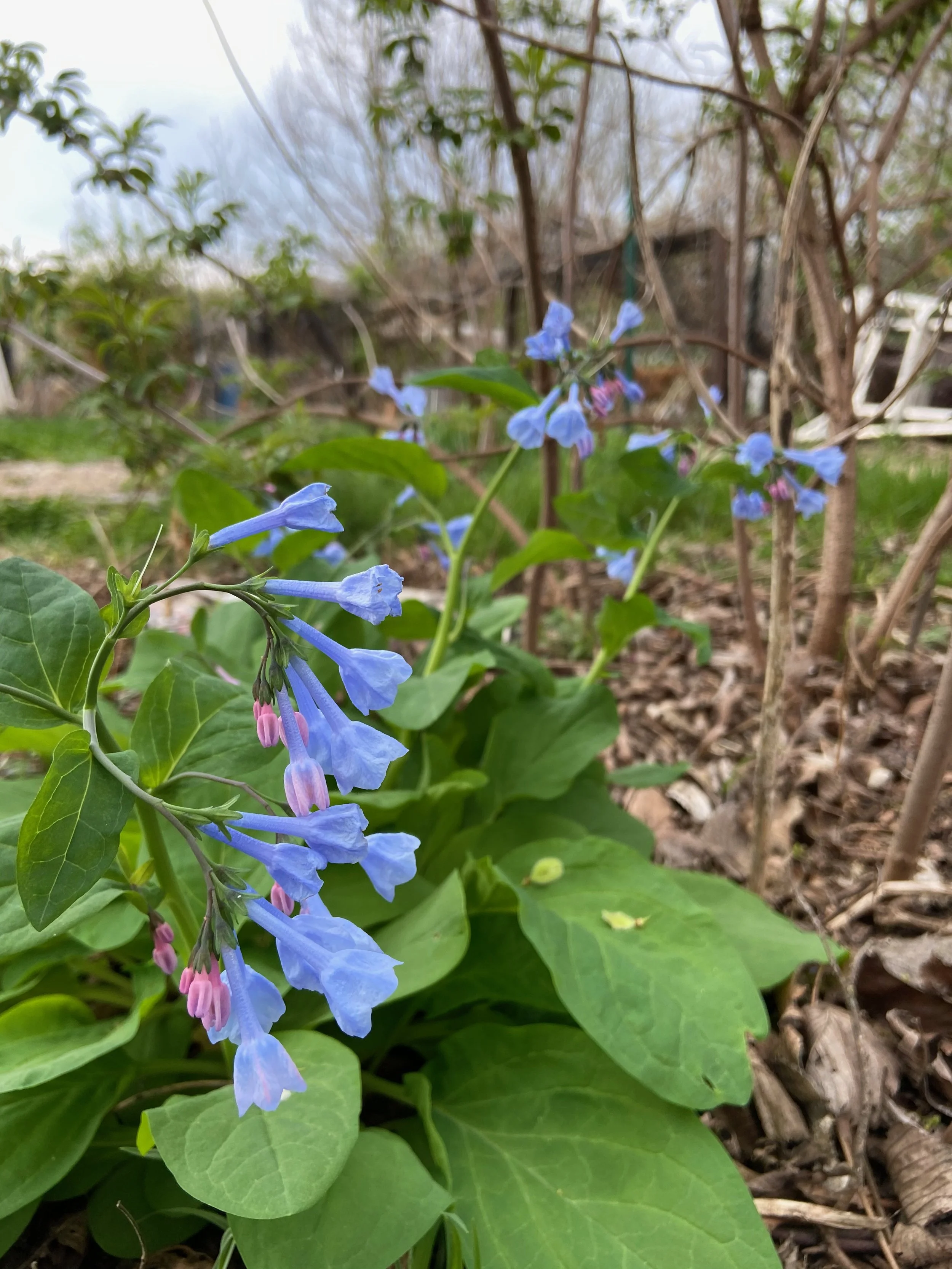 Mertensia virginica / Virginia Bluebells