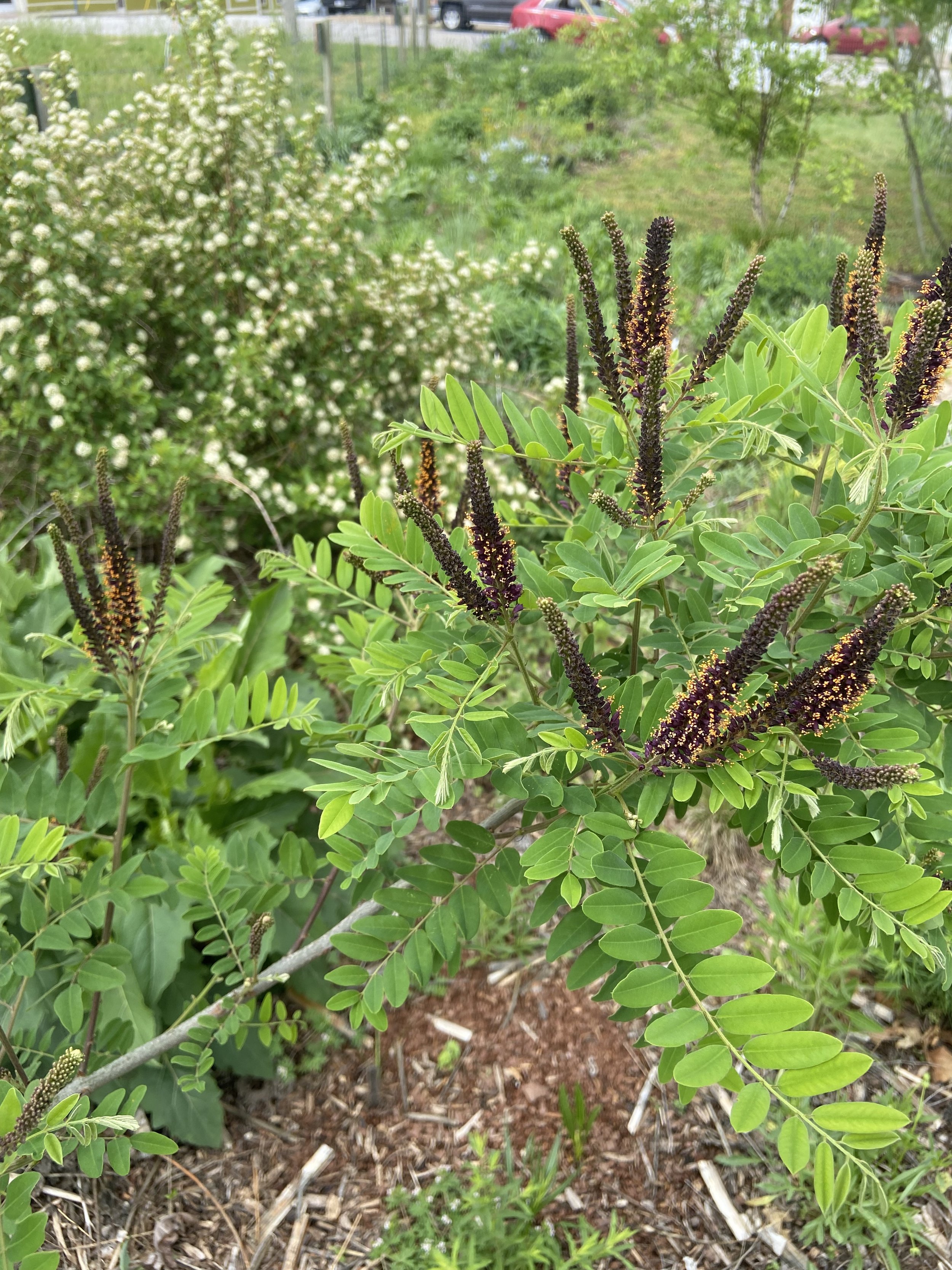 Amorpha frticosa : false indigo bush.jpeg