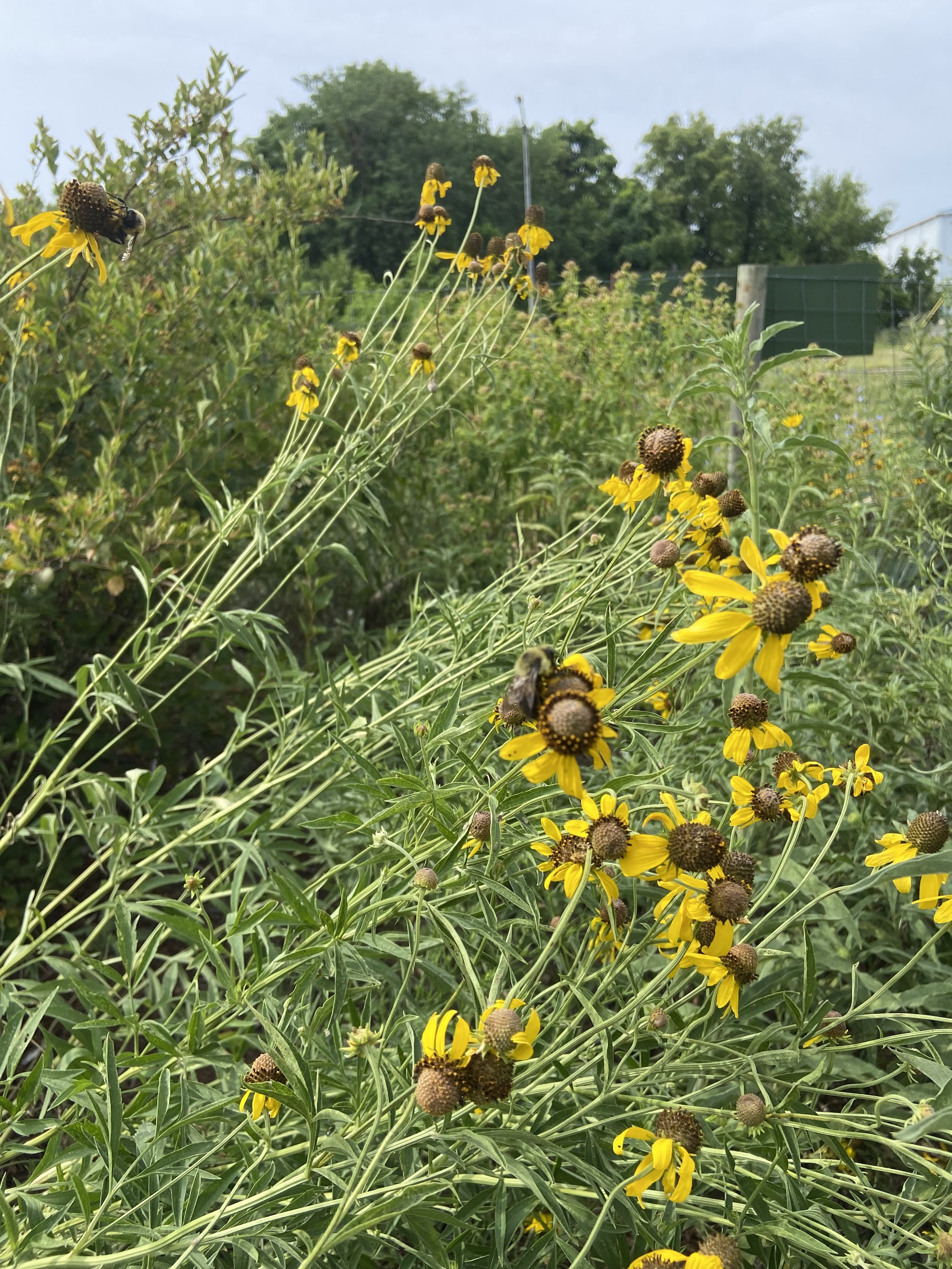 ratibida pinnata : Gret headed coneflower, bee'sIMG_1743.jpeg