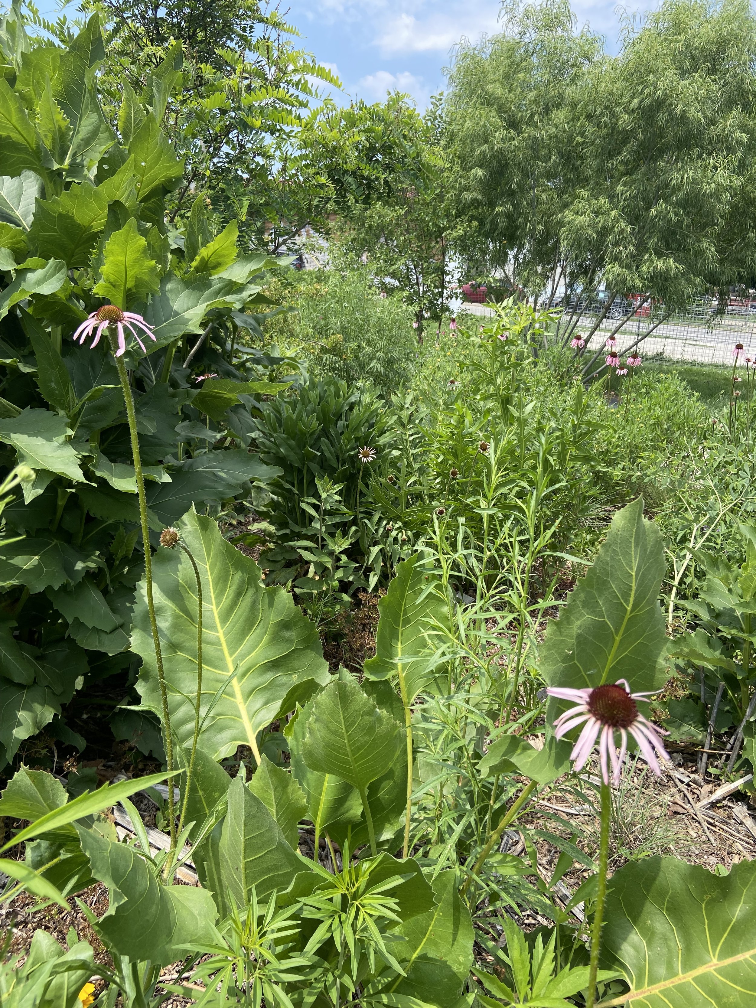 Silphium terebinthinaceum / Prairie Dock