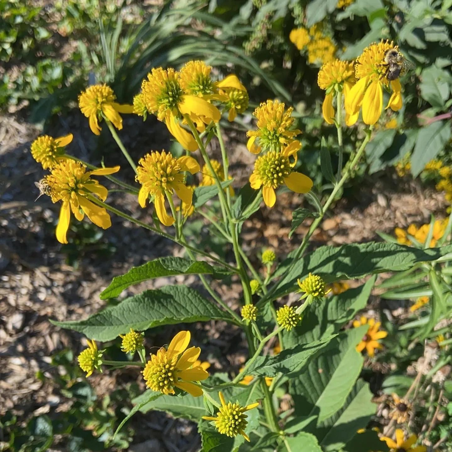 Actinomeris alternifolia / Wingstem