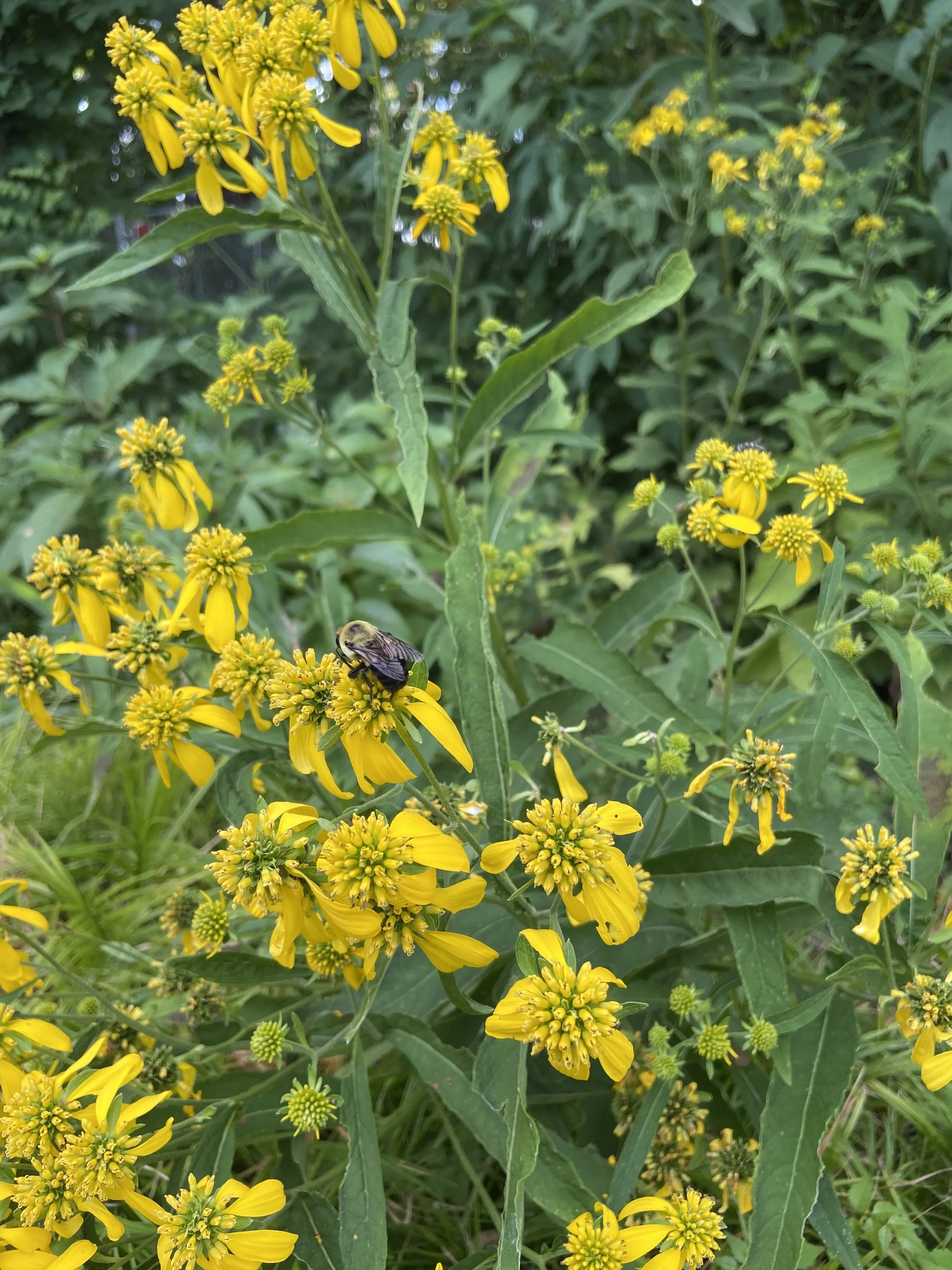 Actinomeris alternifolia / Wingstem