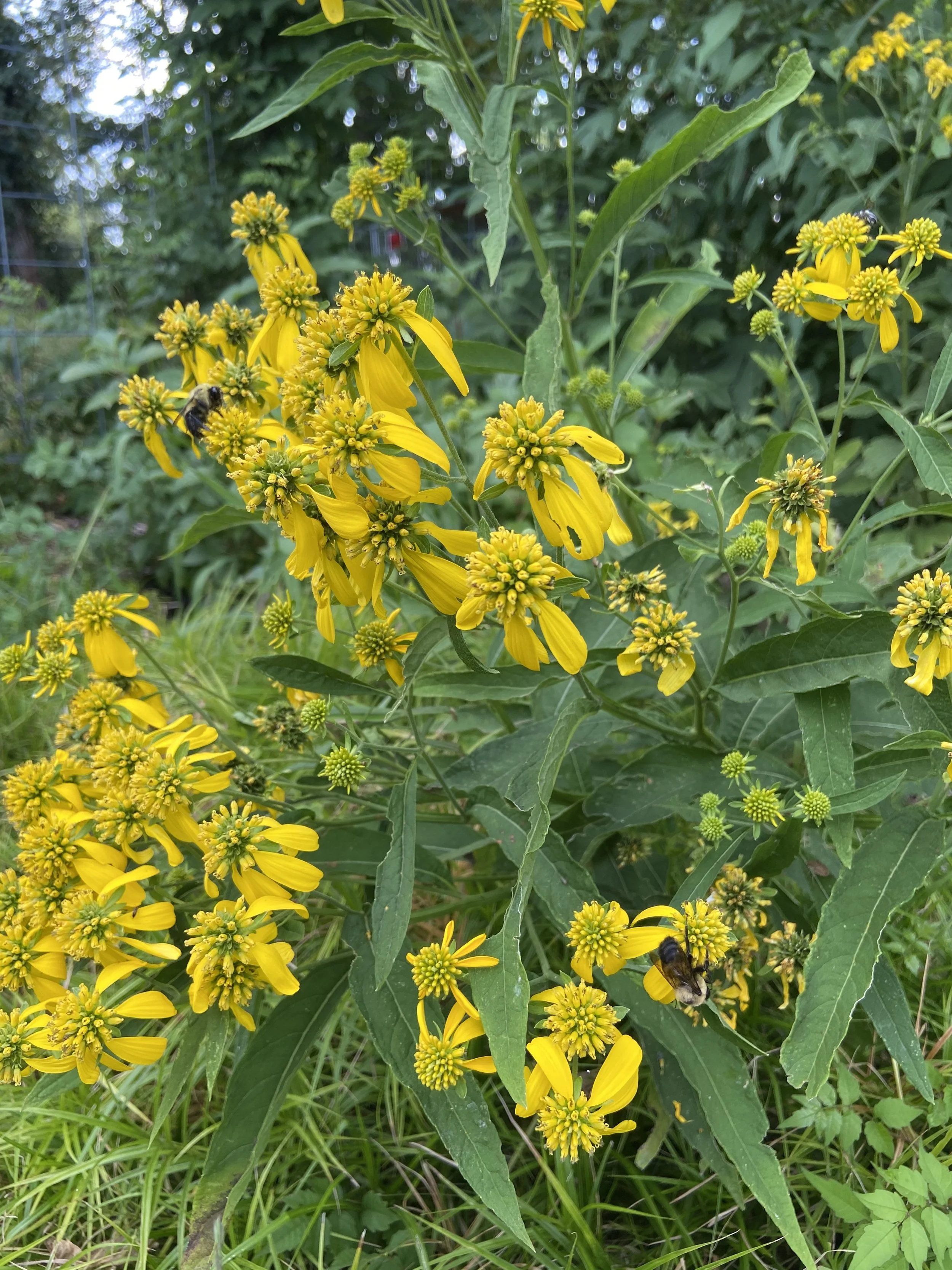 Actinomeris alternifolia / Wingstem