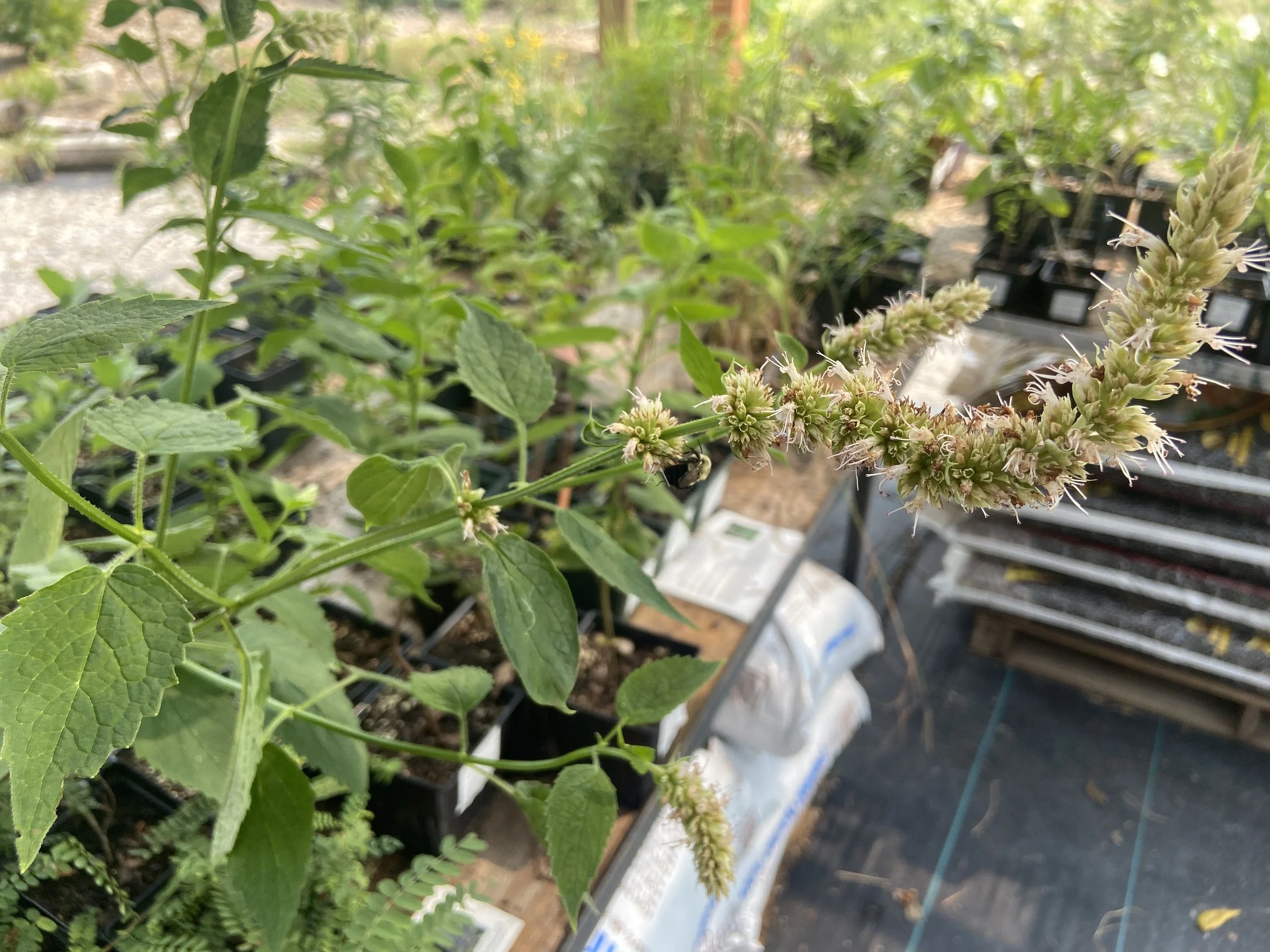Agastache nepetoides / Yellow giant hyssop