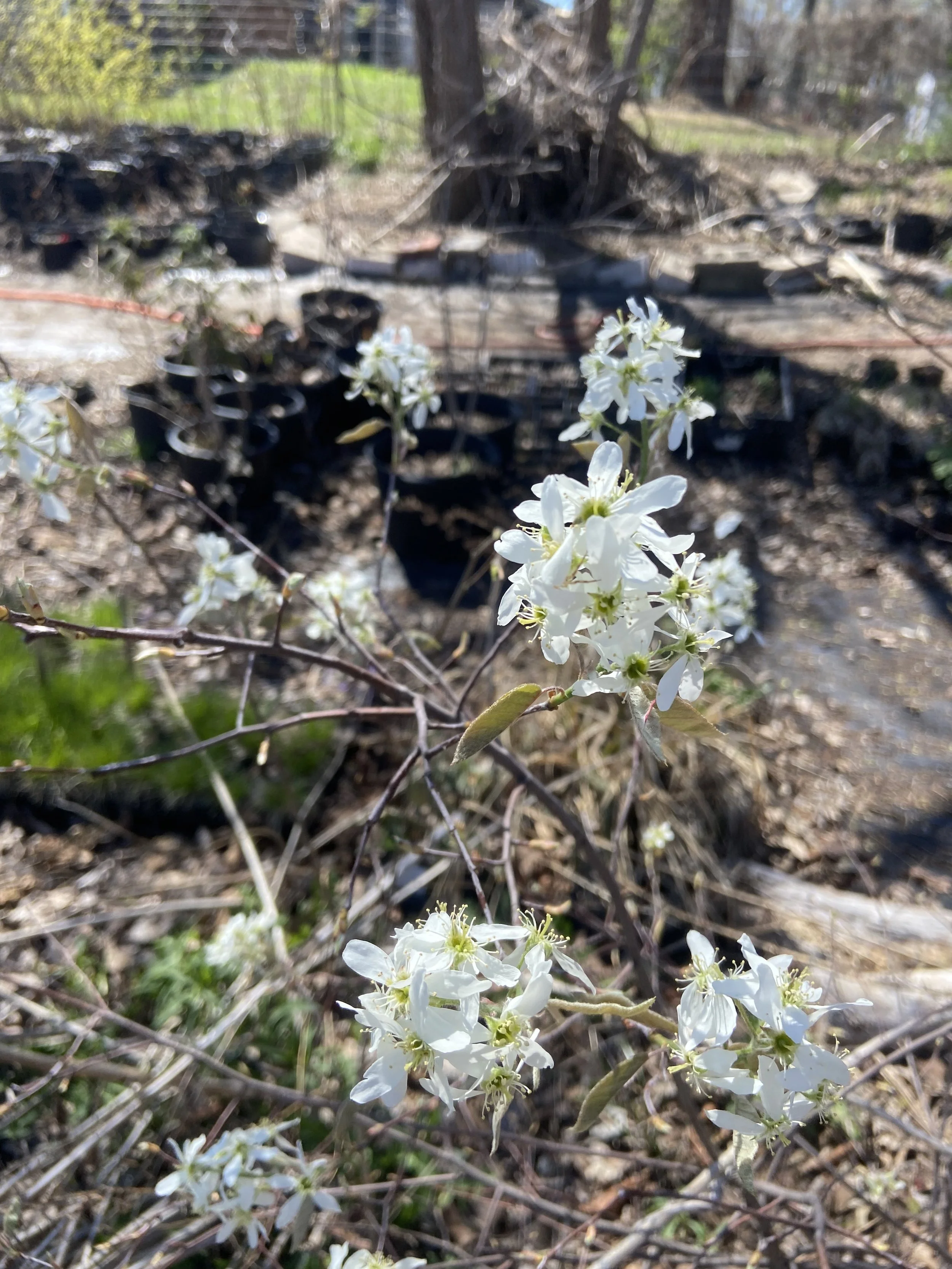 Amelanchier arborea / Serviceberry