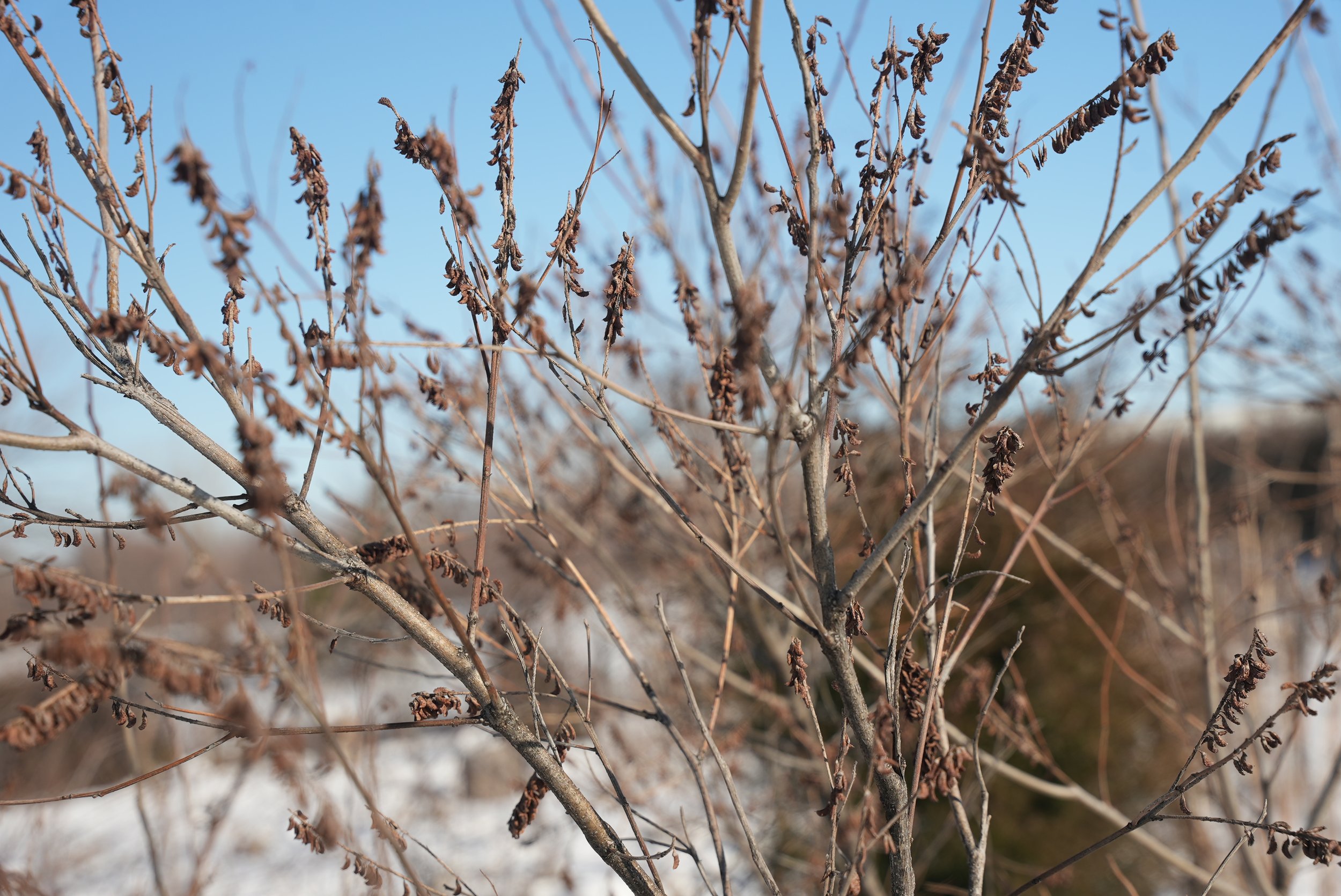 Rudbeckia missouriensis / Missouri Coneflower — City Roots Nursery