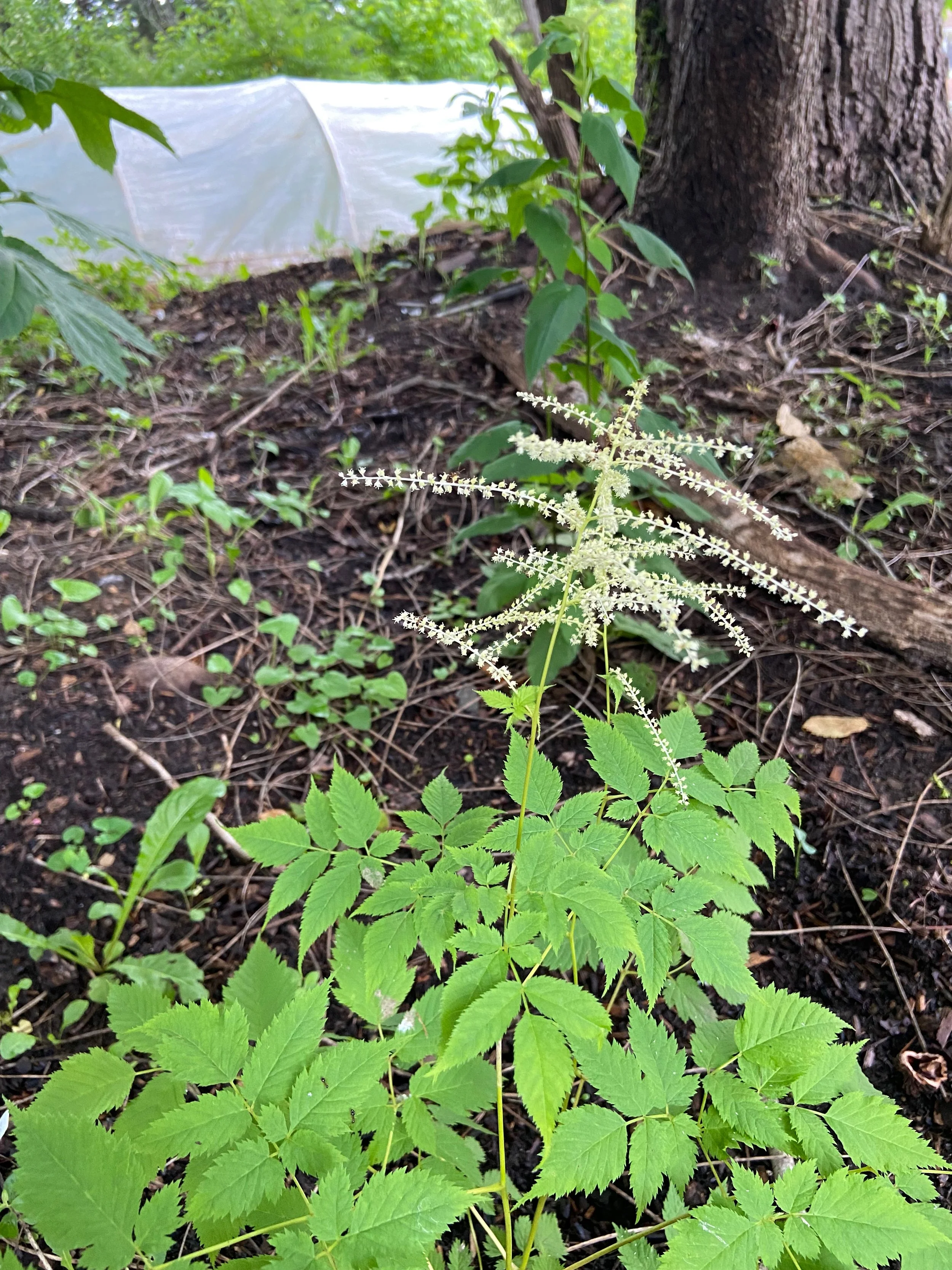 Arnucus dioicus / White goat's Beard