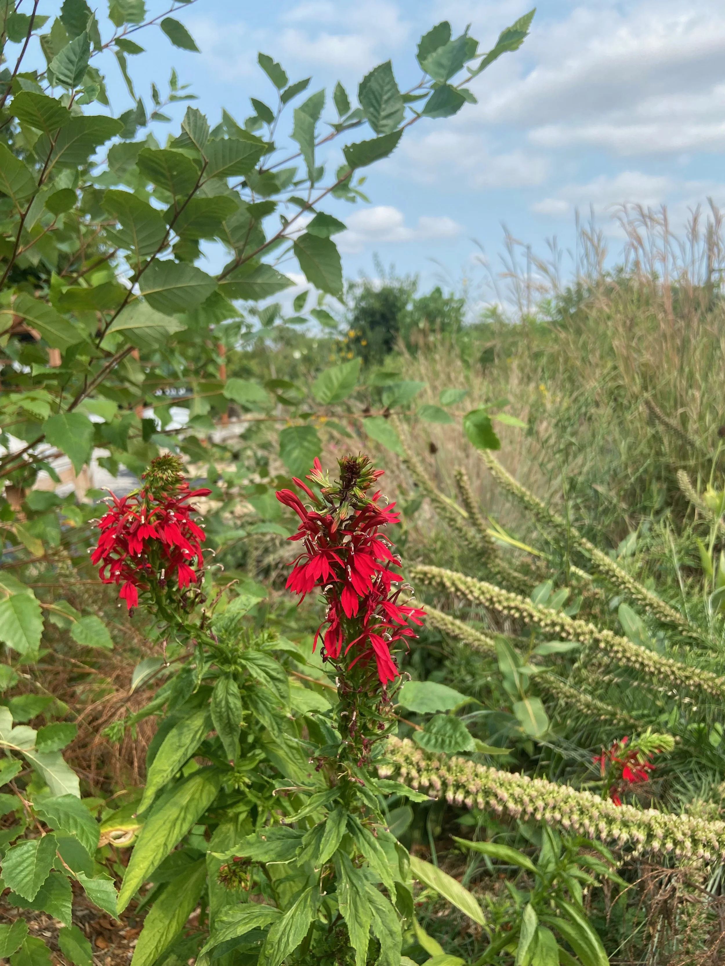Lobelia Cardinalis / Cardinal Flower