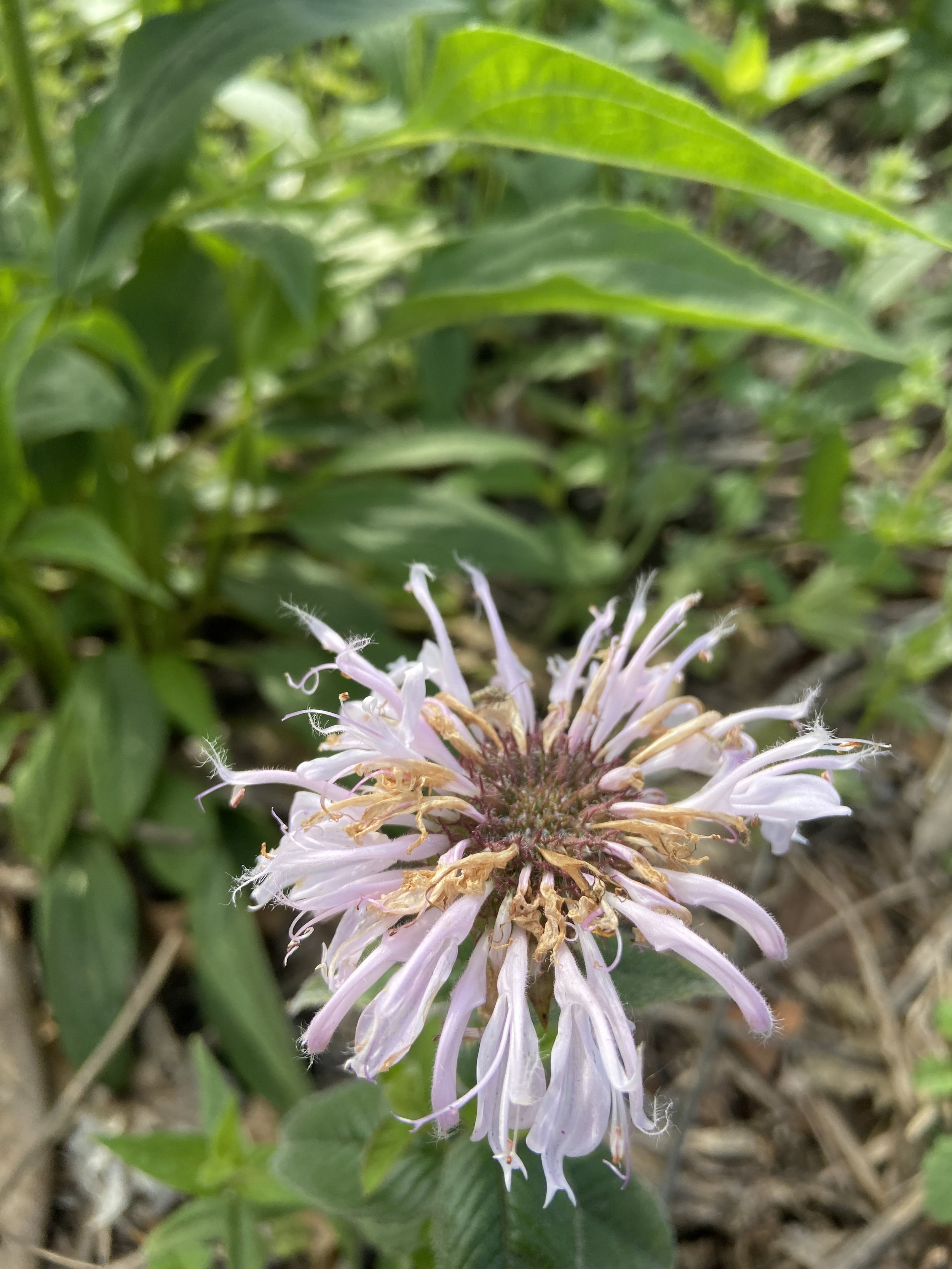 Monarda bradburiana / Bradbury's Monarda