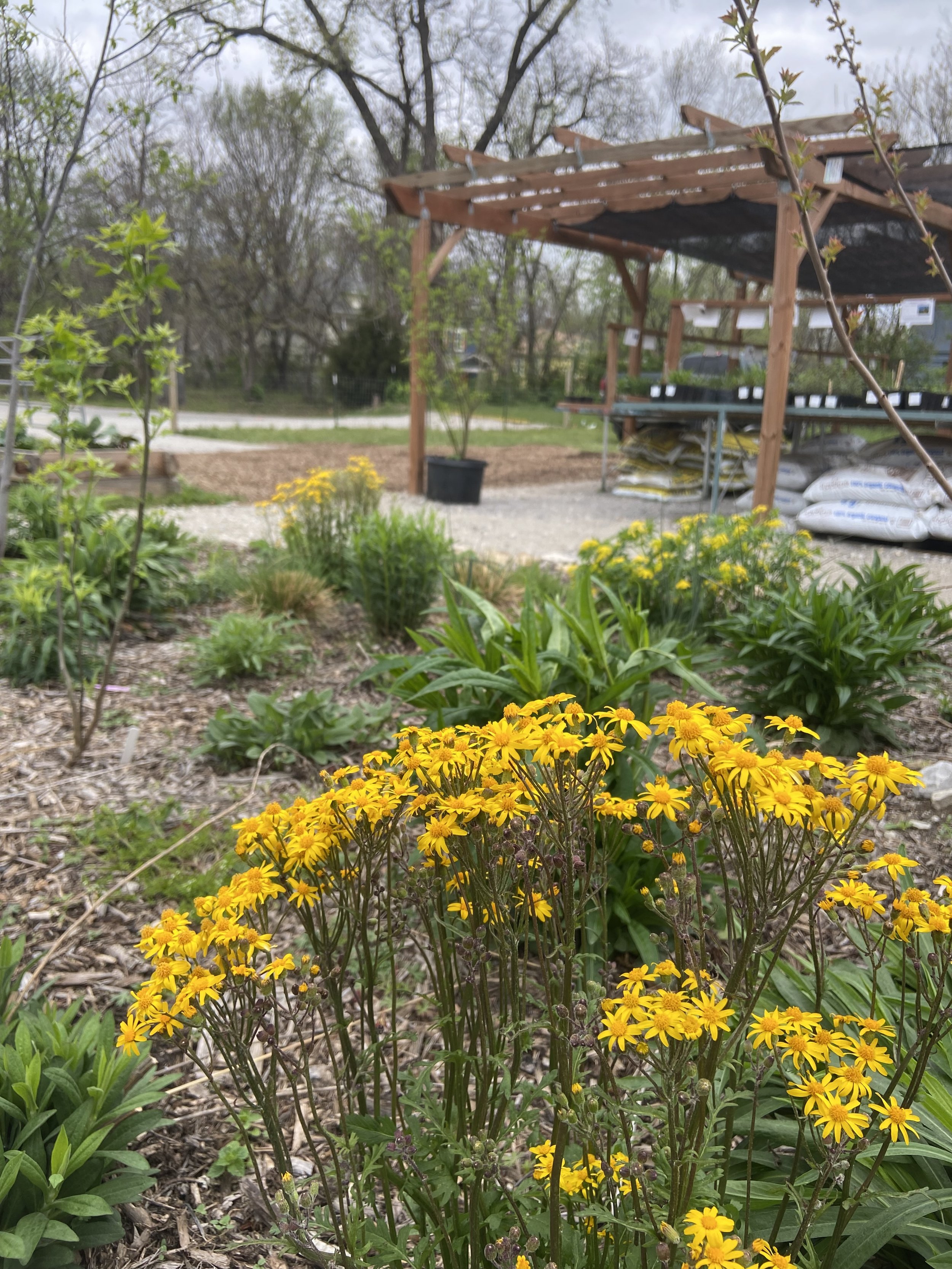 packera aura / golden ragwort