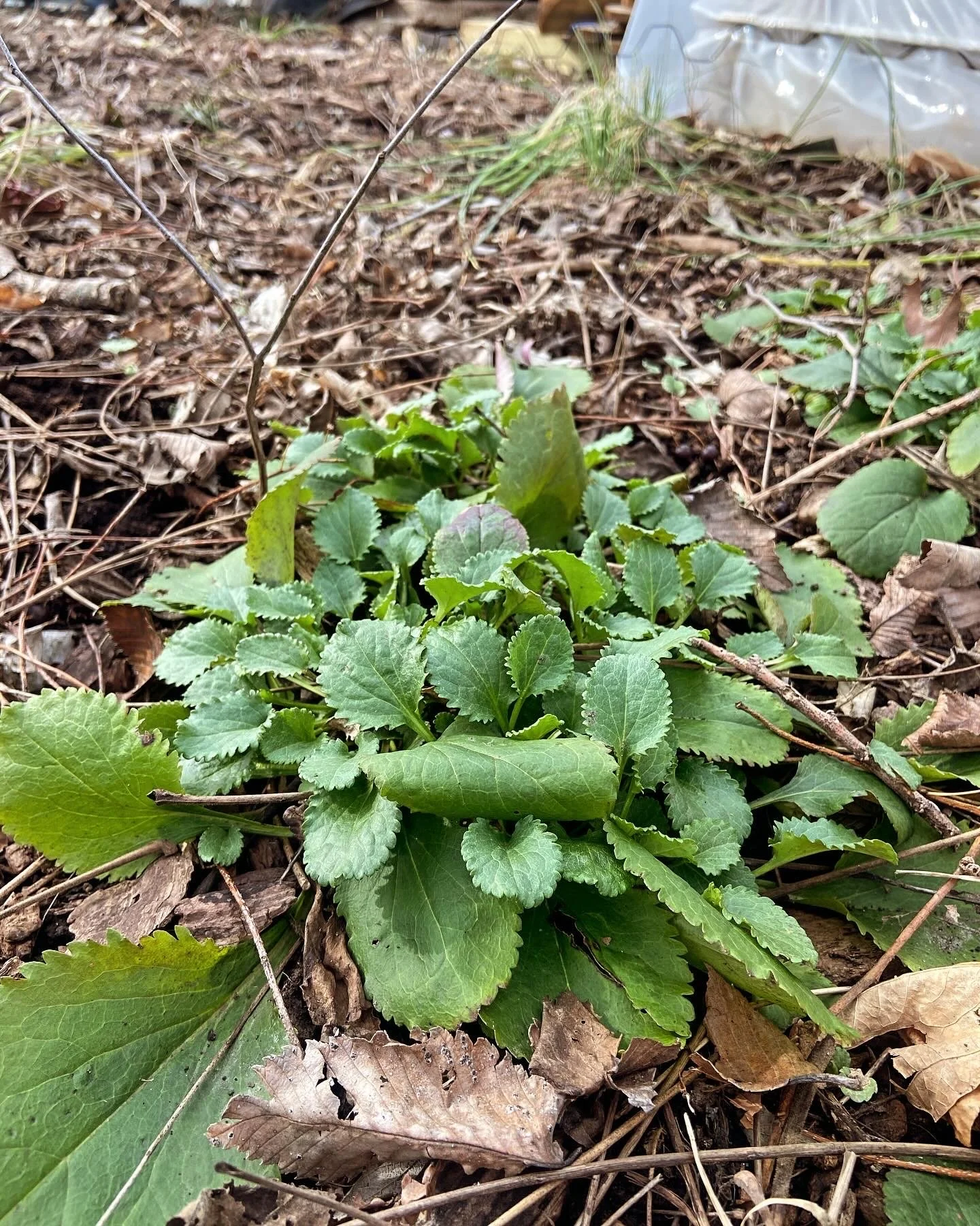 Packera obovata / Roundleaf groundsel