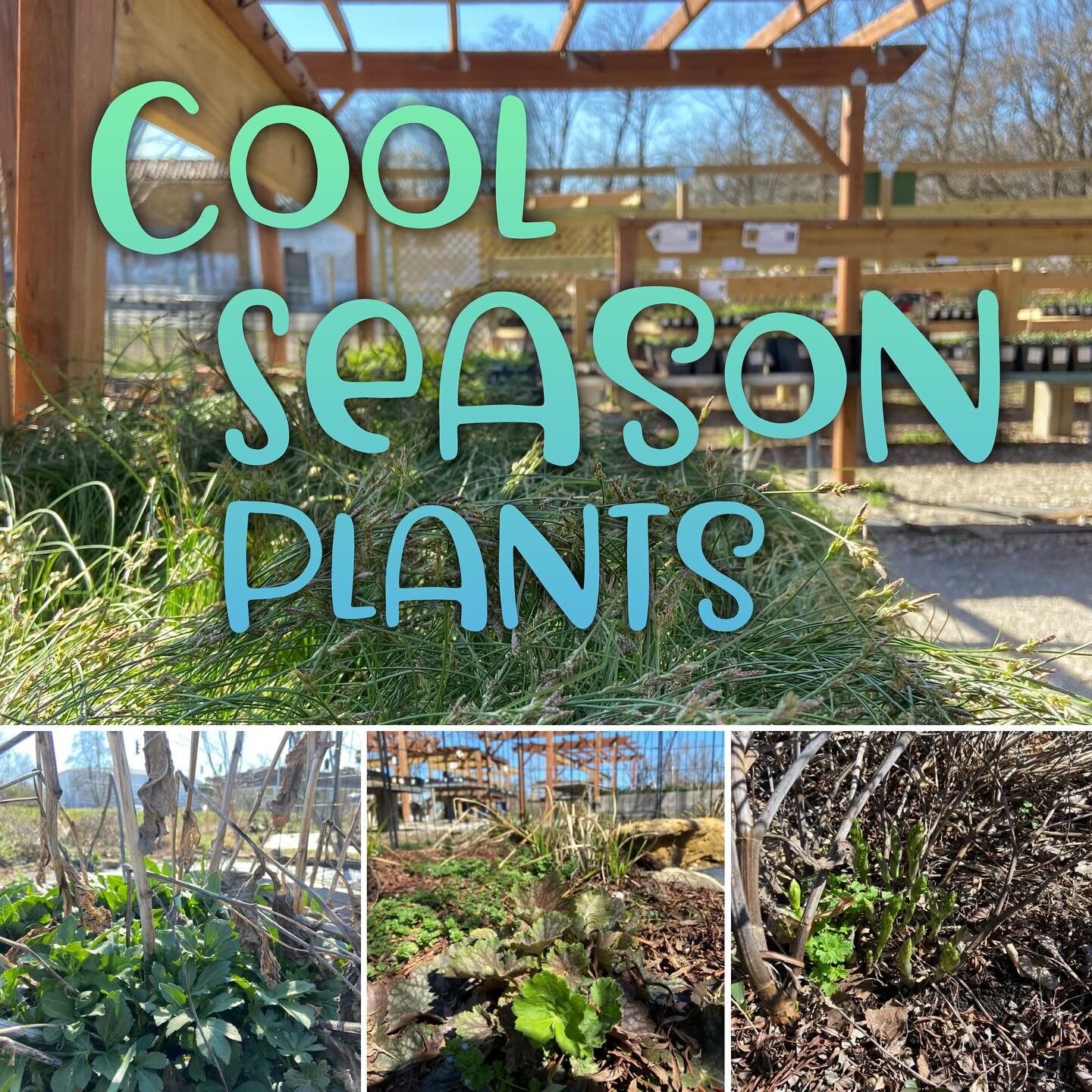 It&rsquo;s just about spring, and plants are waking up in our gardens and in our nursery. During these cooler months towards the end of winter and early spring some plants get started growing sooner than others. Many of these plants are cool season p