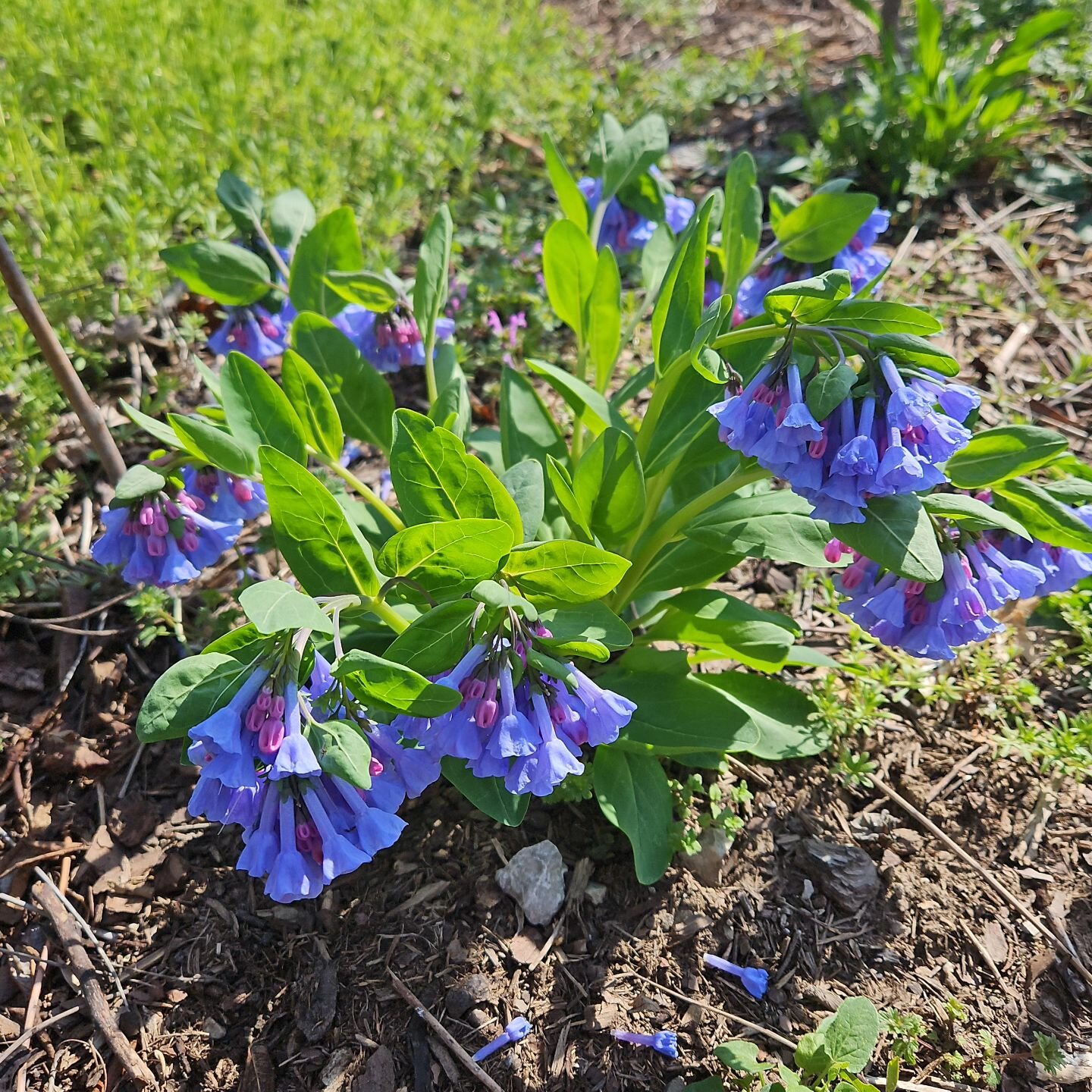We are closed tomorrow! Have a wonderful weekend and see you next week! Photo: virginia bluebells #kclocal #missourinativeplants #kansasnativeplants #kcgardening