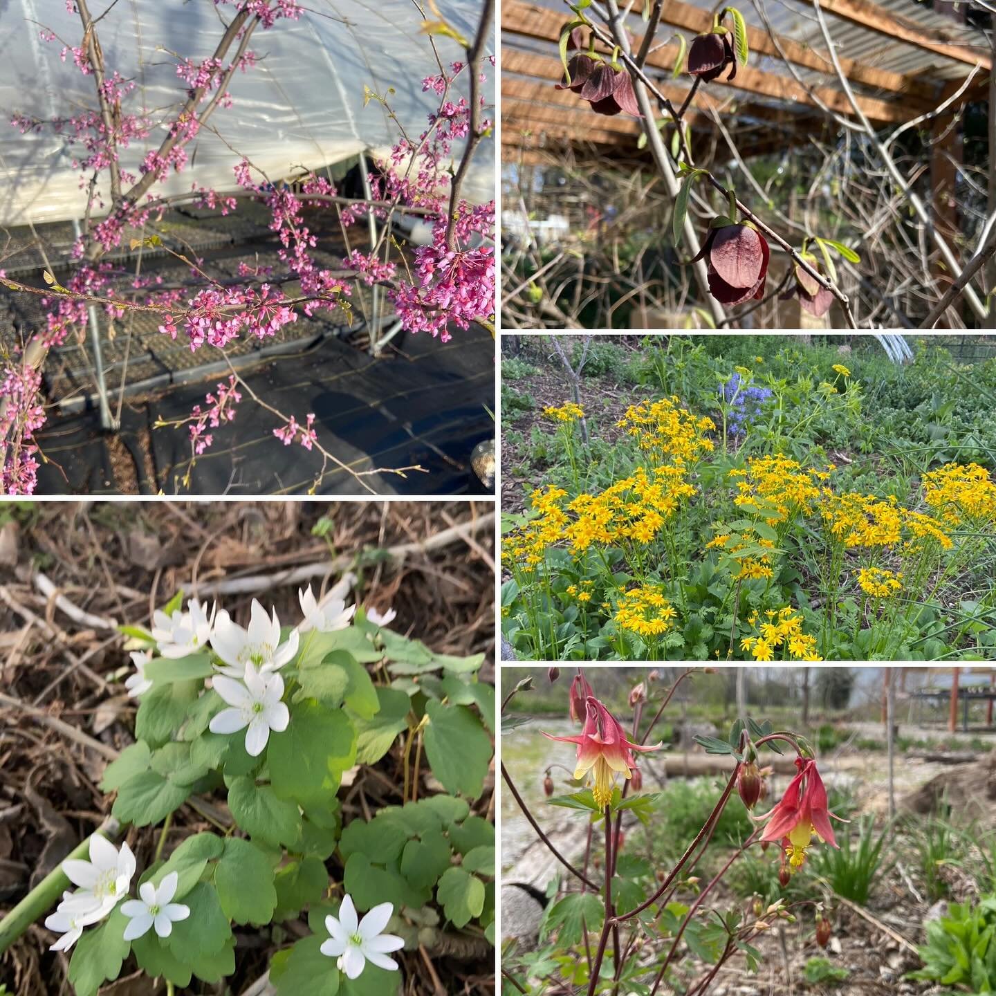 Hope you all can get out and enjoy all the spring blooms, I know we sure have. #springblooms #missourinativeplants #kansasnativeplants #cityrootsnursery