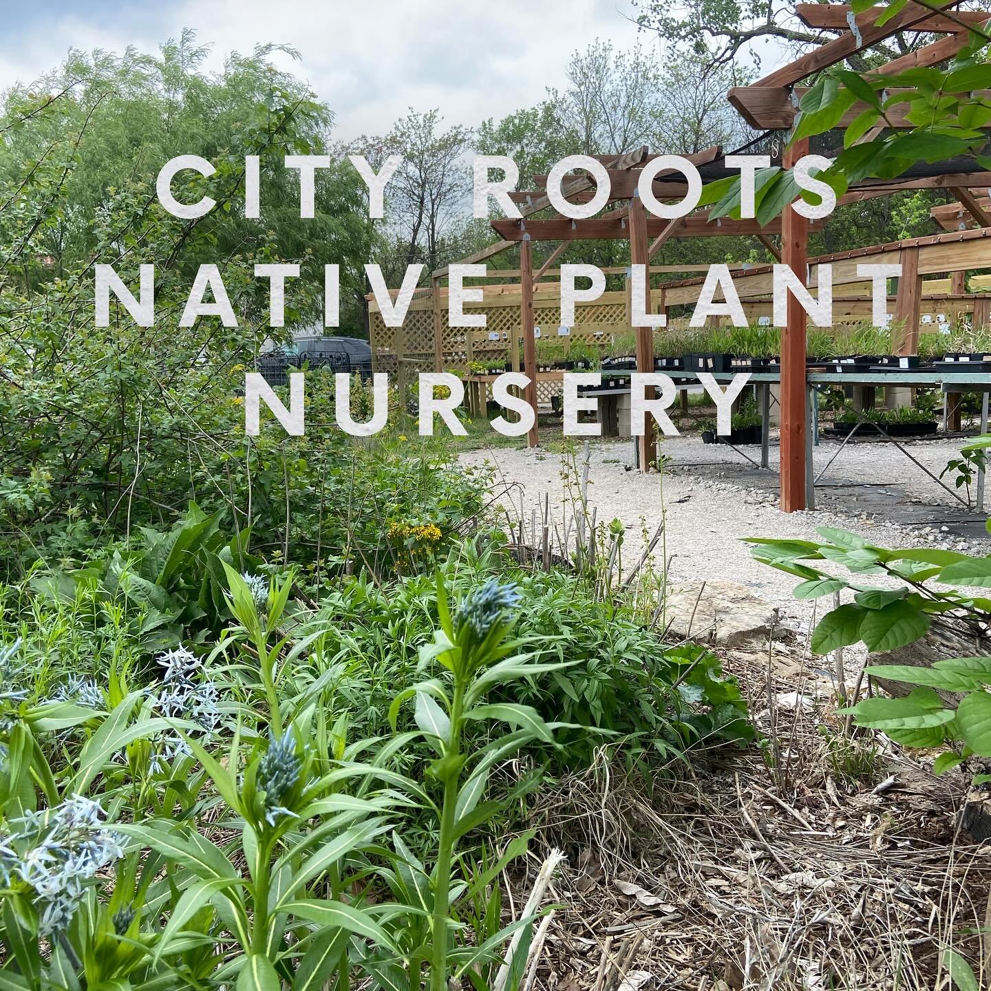 City Roots Nursery is focused on the growing and selling of plants native to Missouri and Kansas. Located in the heart of Kansas City, Missouri, City Roots has been providing the Kansas City  area with a source for native plants since 2018. If you&rs